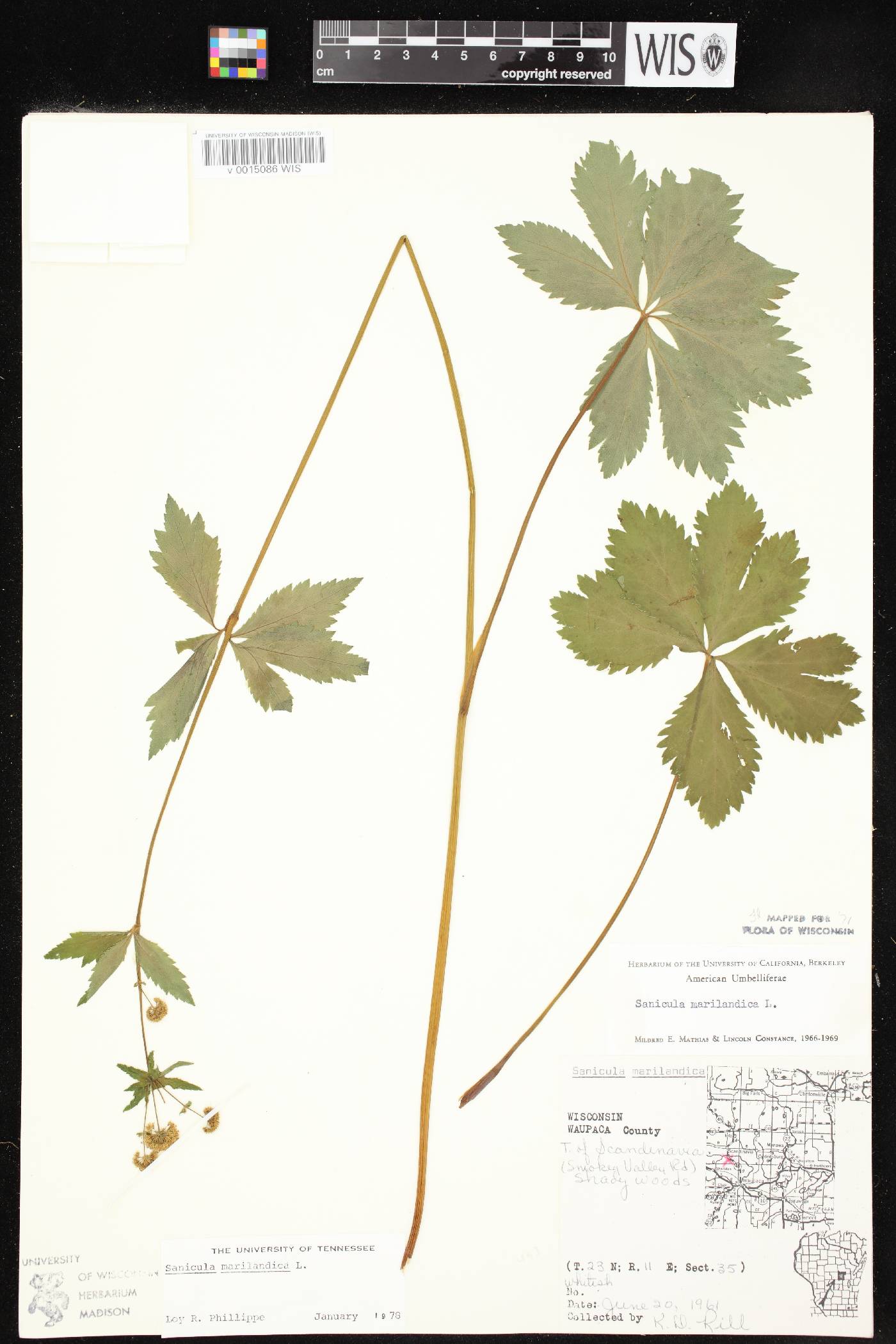 Sanicula marilandica image