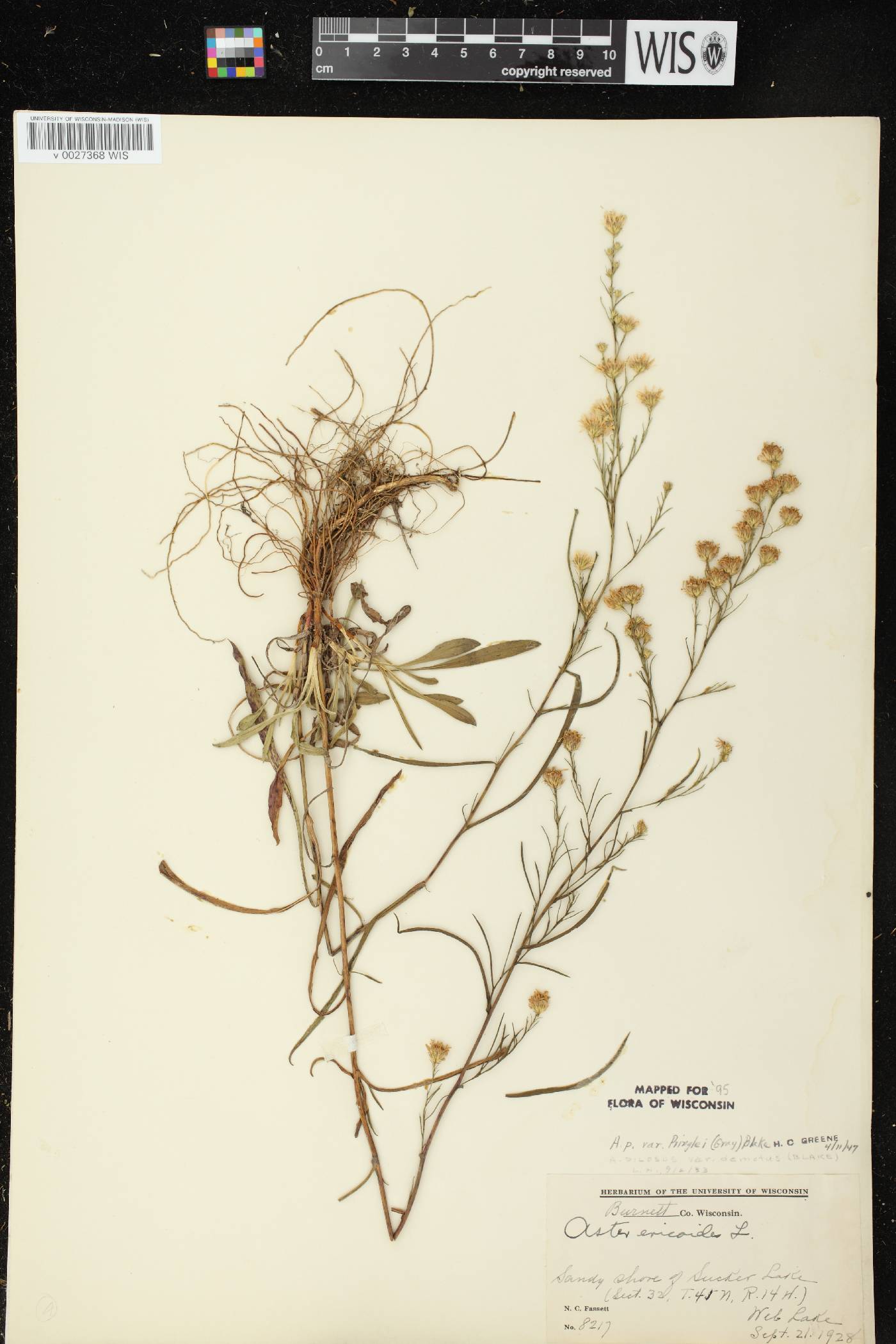 Symphyotrichum pilosum image