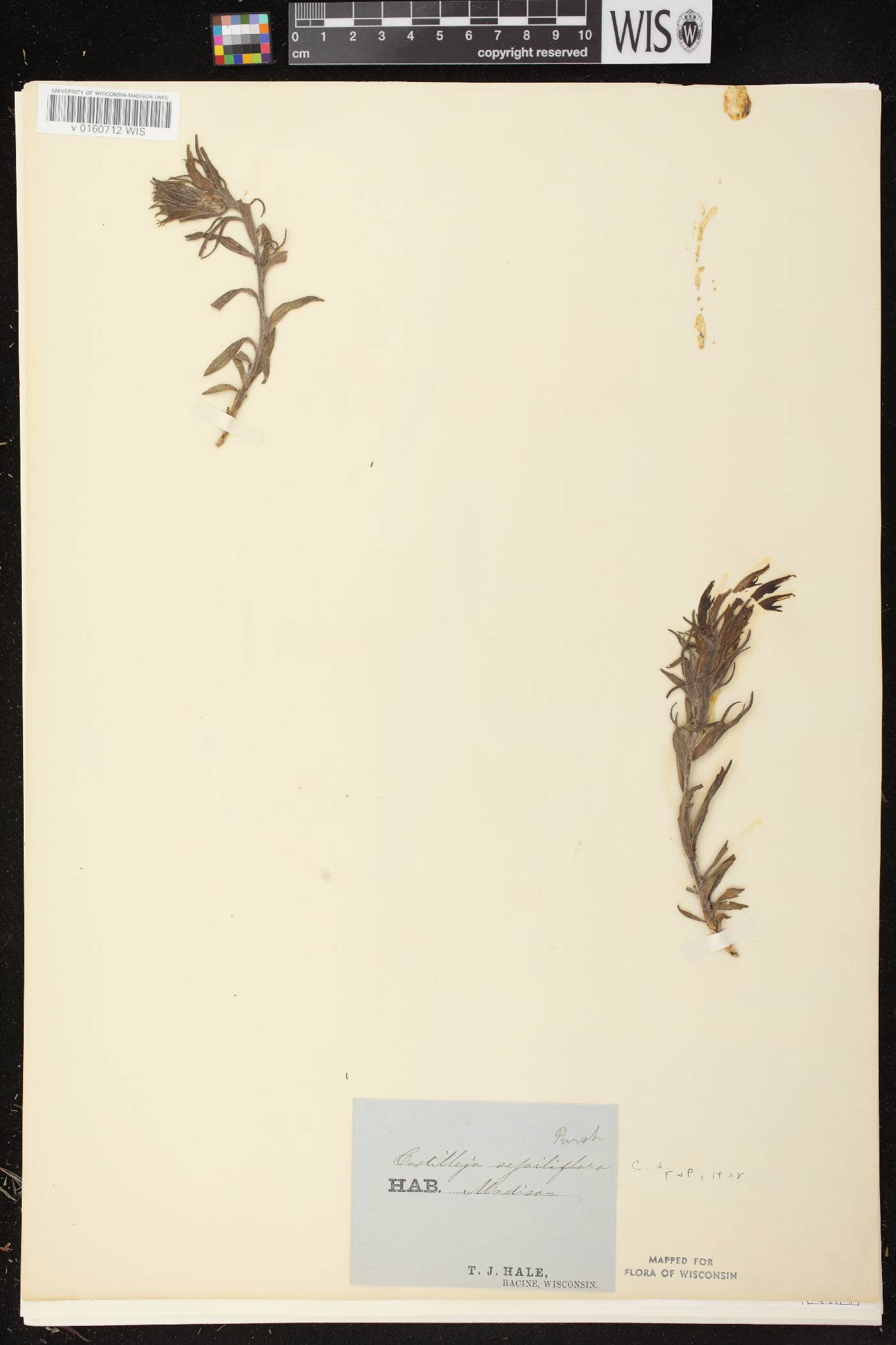 Castilleja sessiliflora image