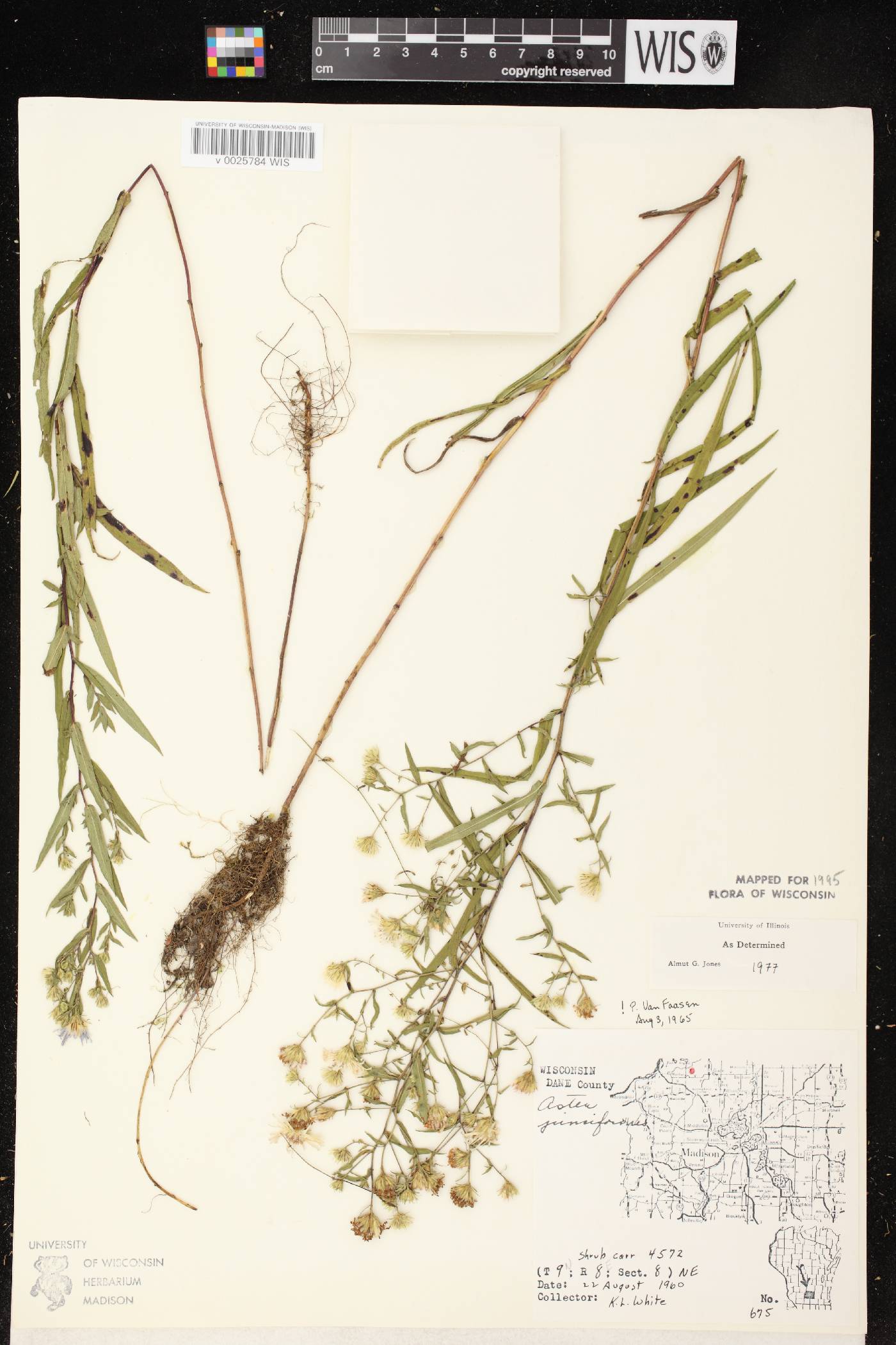 Symphyotrichum boreale image