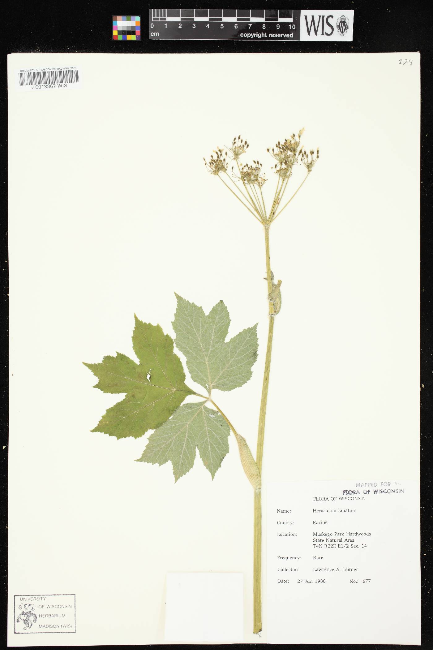 Heracleum maximum image