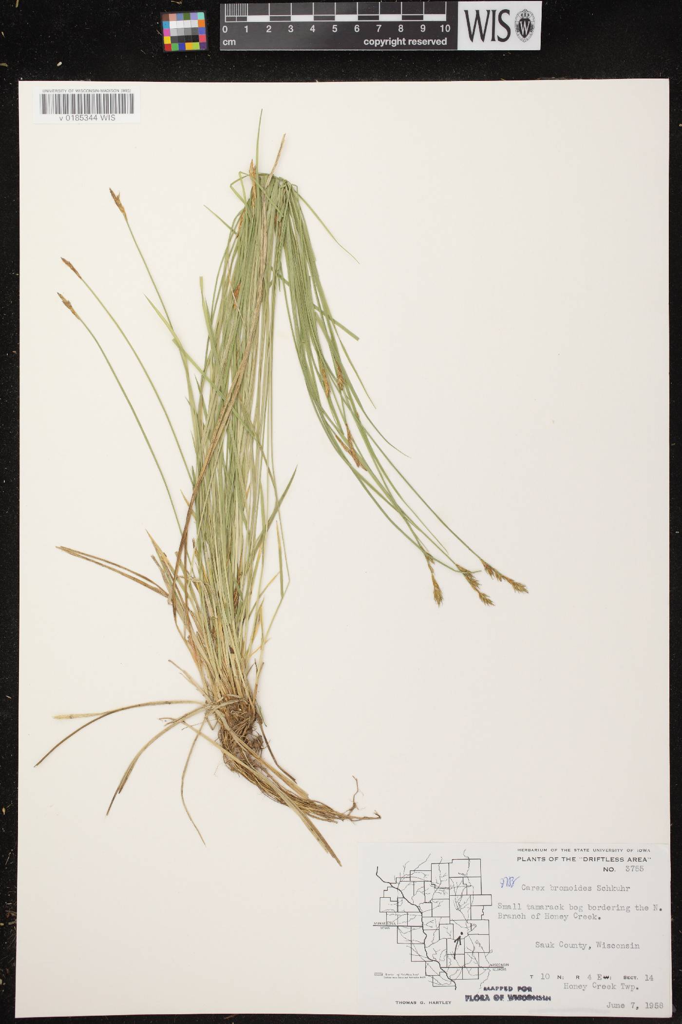 Carex bromoides subsp. bromoides image