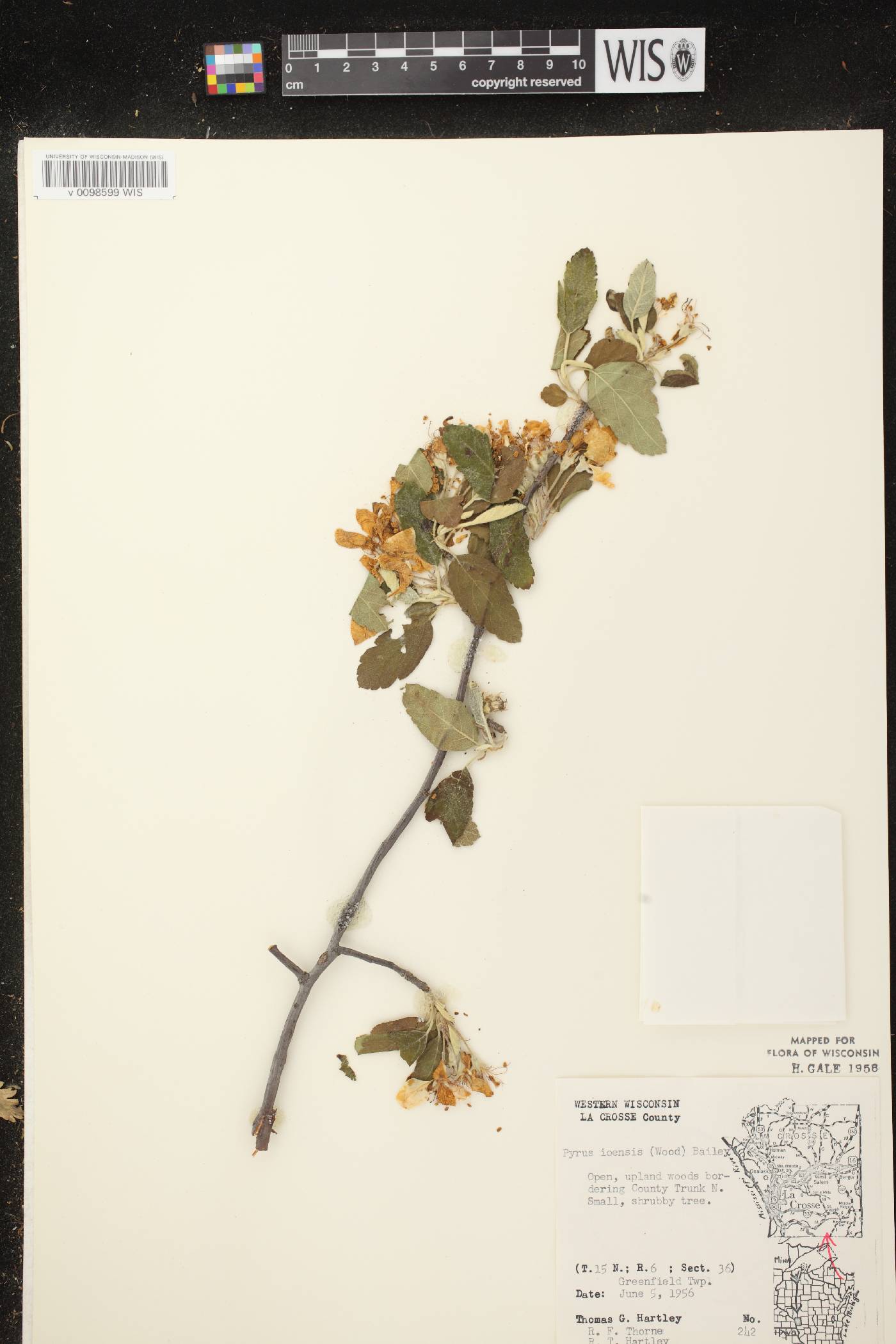 Malus ioensis image