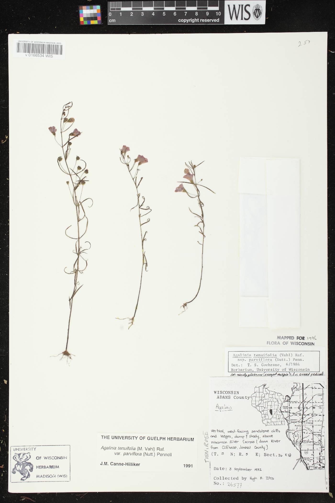Agalinis tenuifolia image