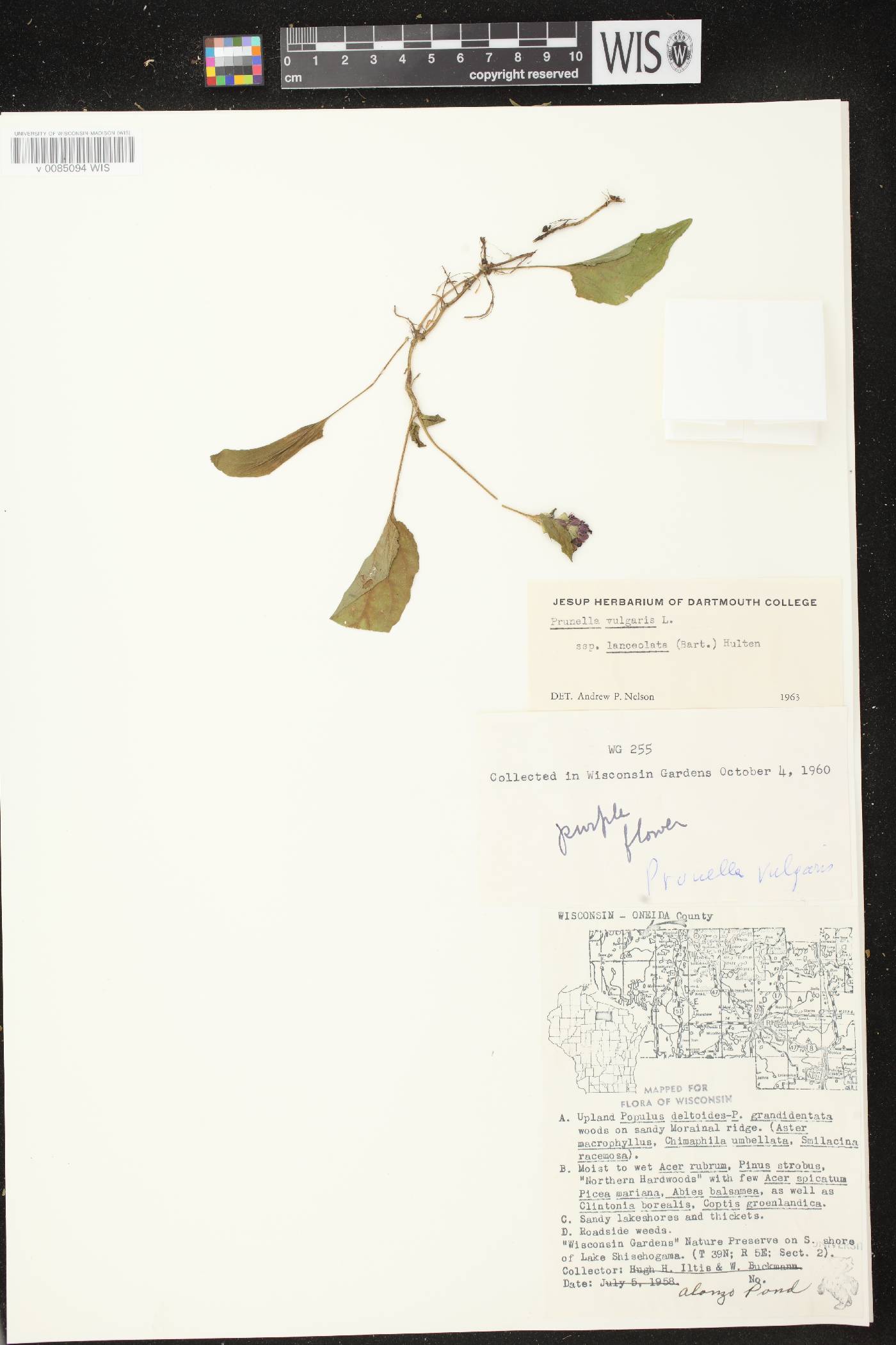 Prunella vulgaris subsp. lanceolata image