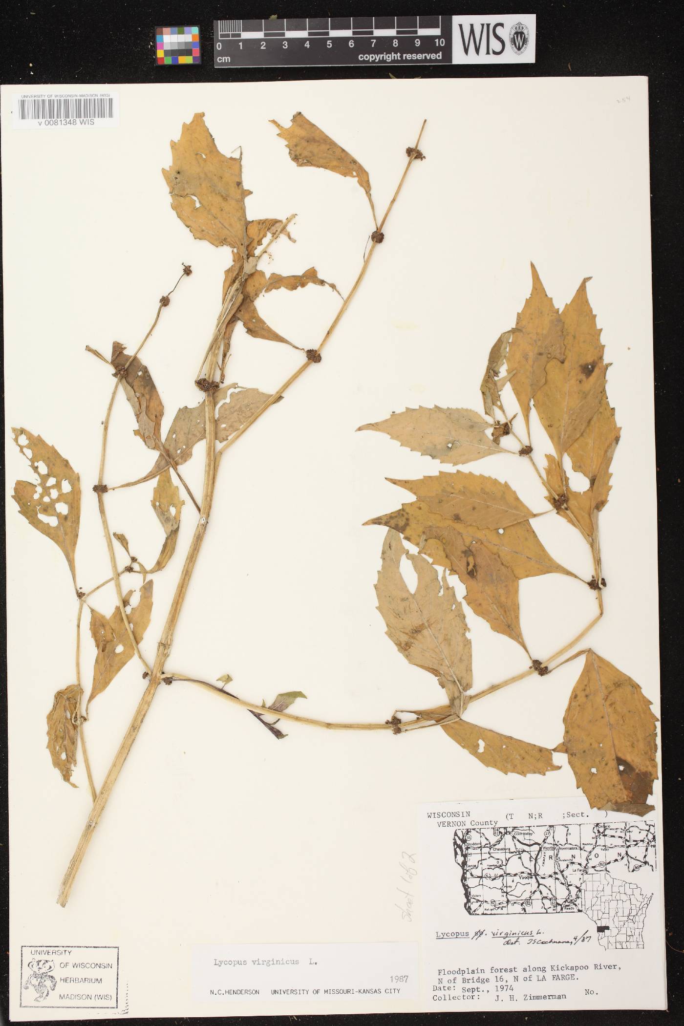 Lycopus virginicus image
