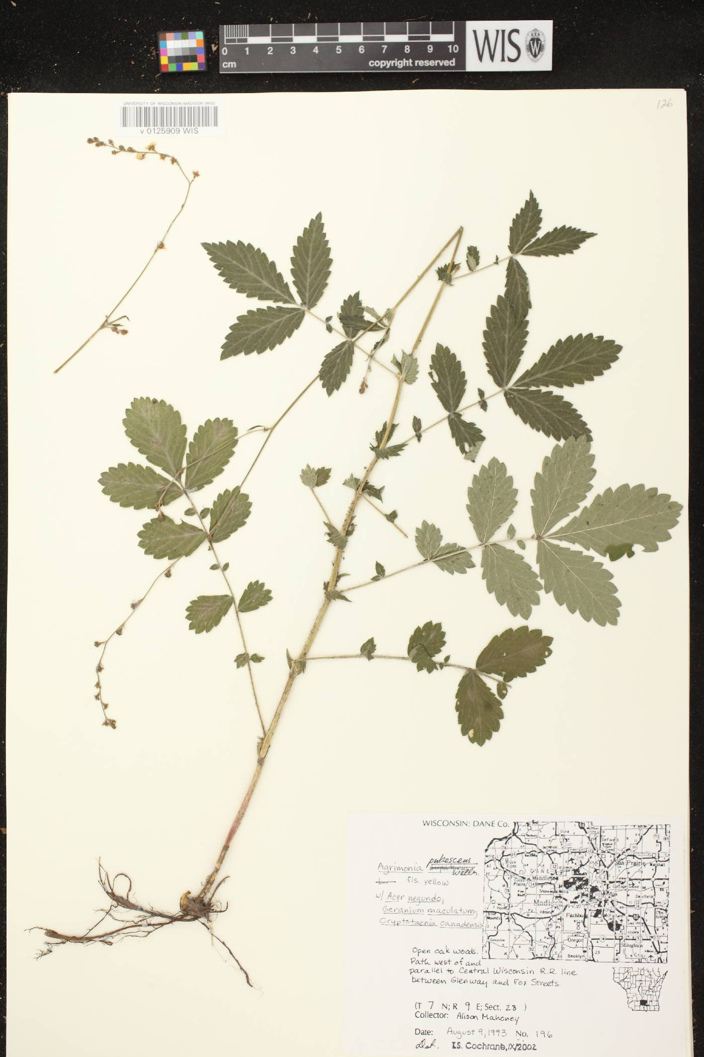 Agrimonia pubescens image