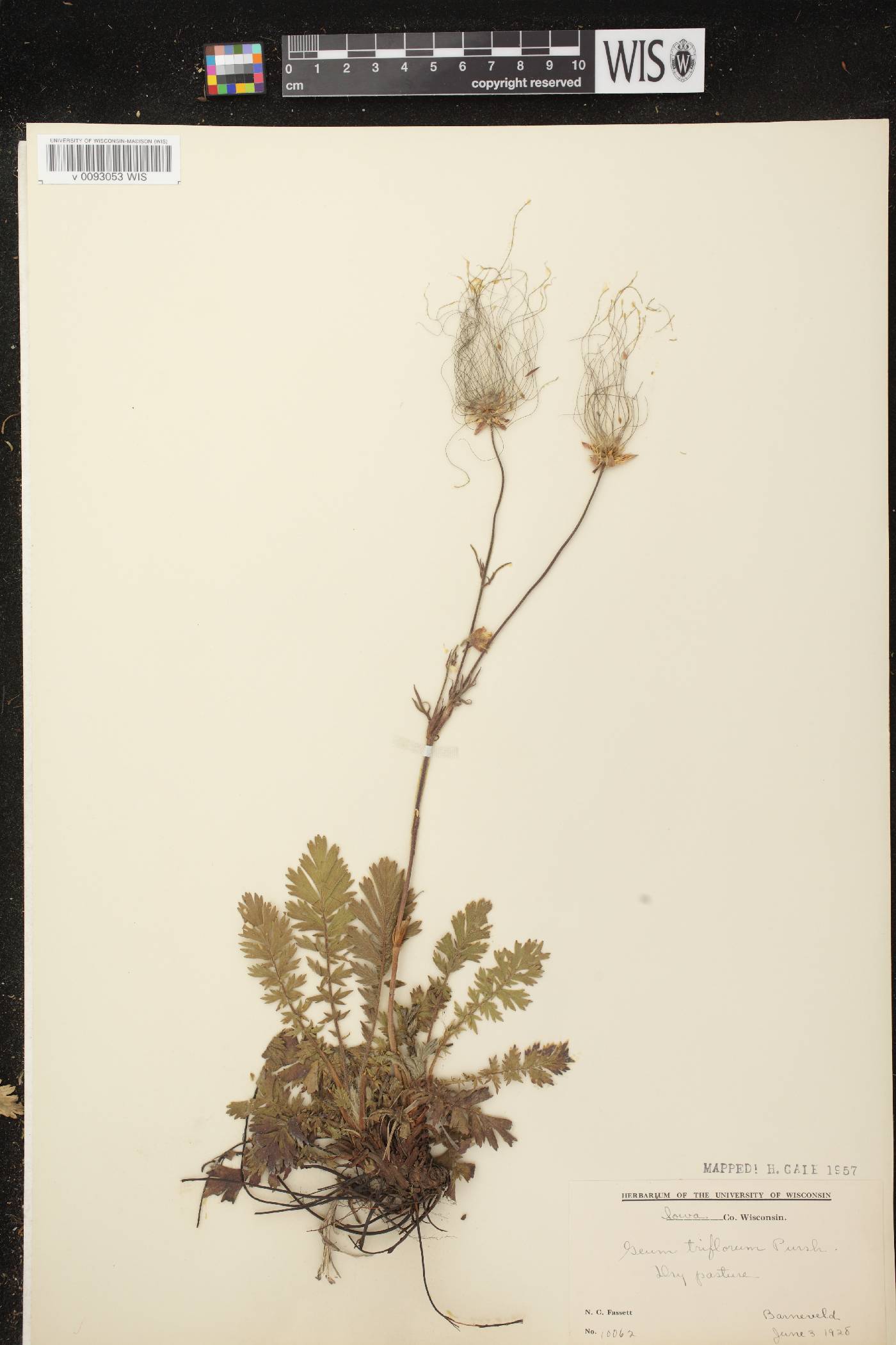 Geum triflorum var. triflorum image