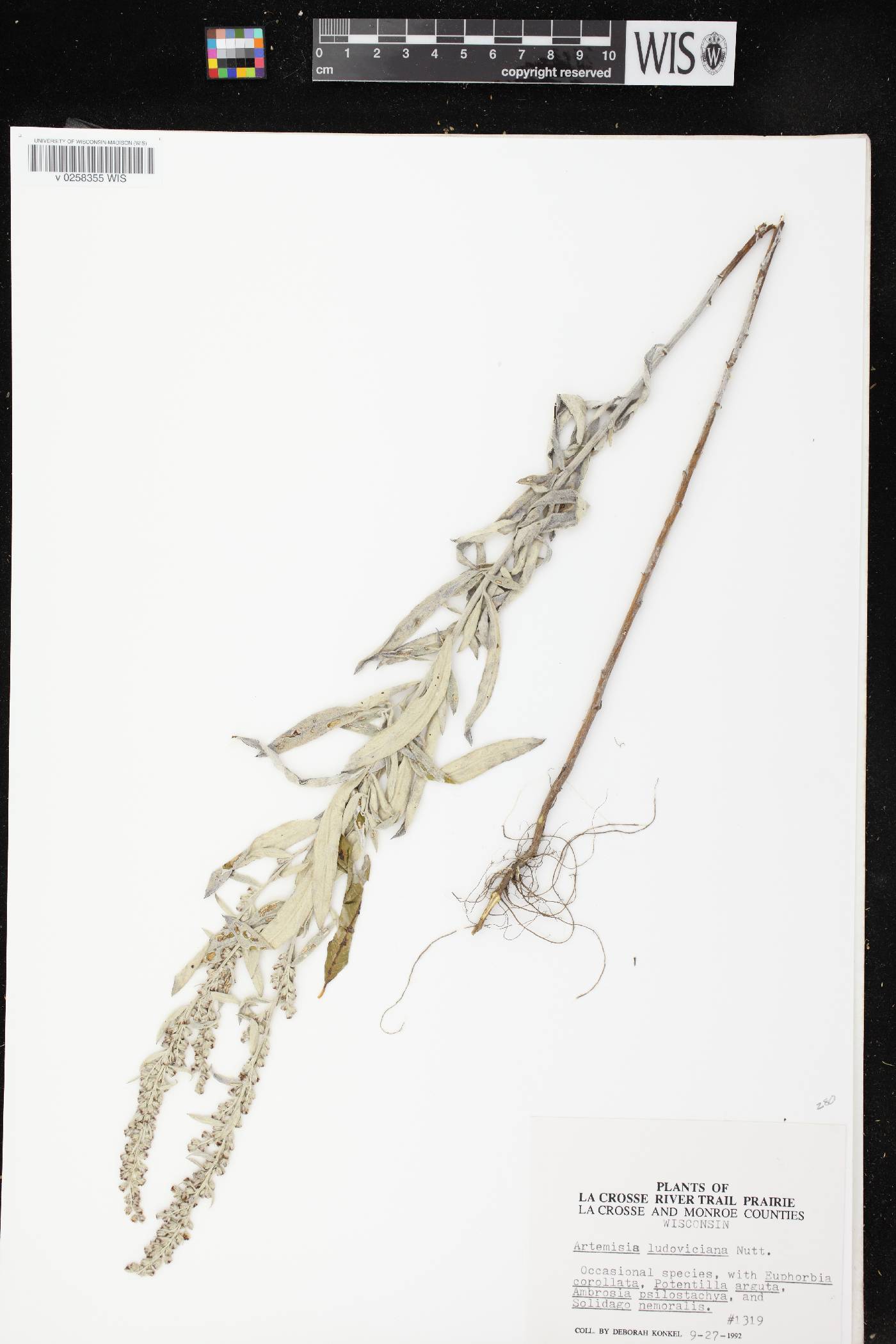 Artemisia ludoviciana image