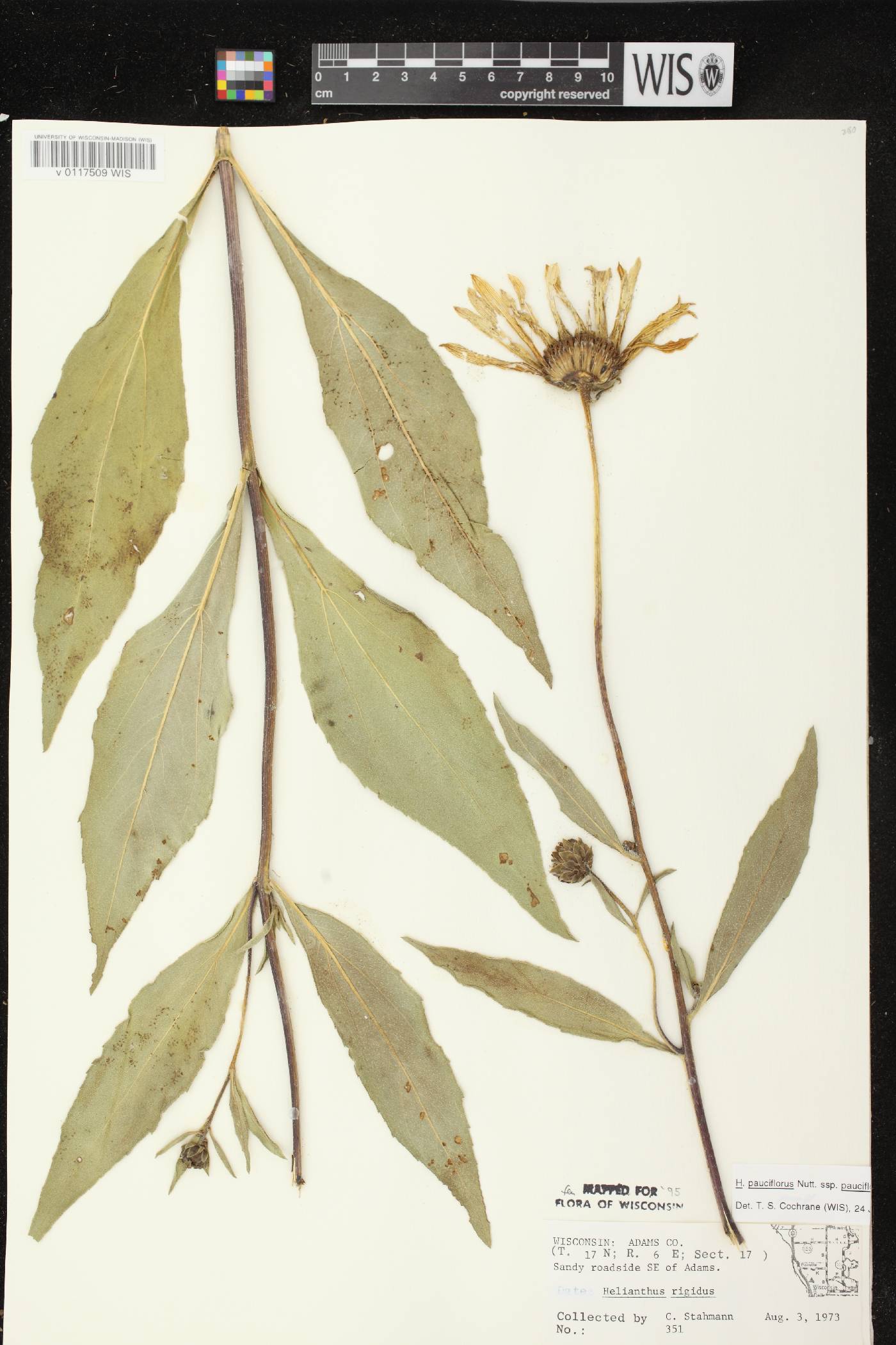 Helianthus pauciflorus subsp. pauciflorus image
