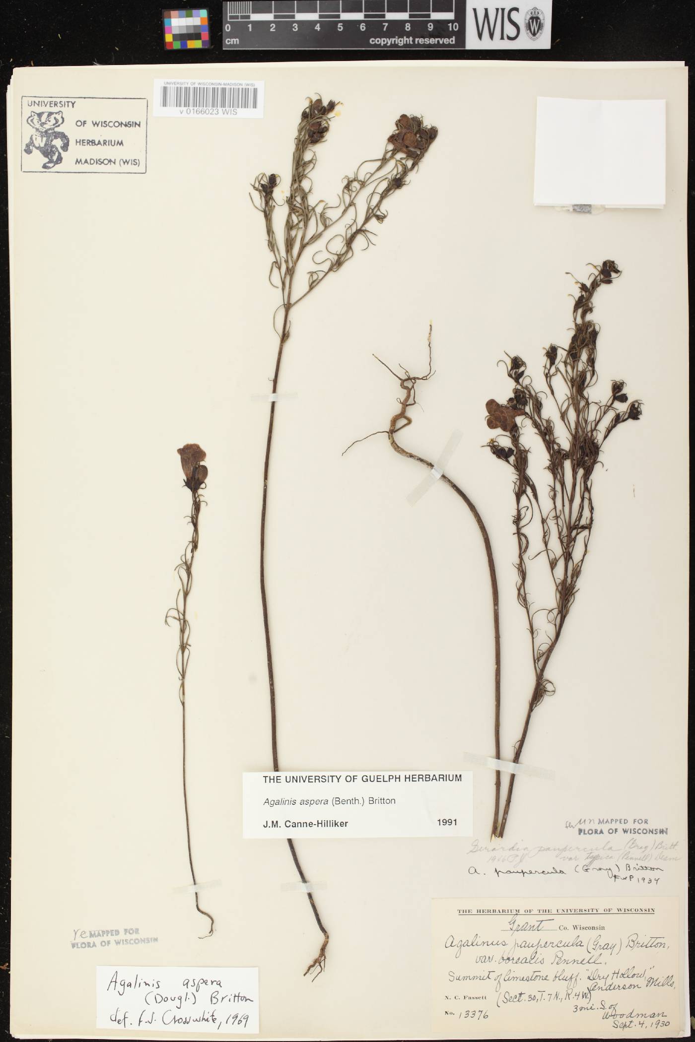 Agalinis aspera image