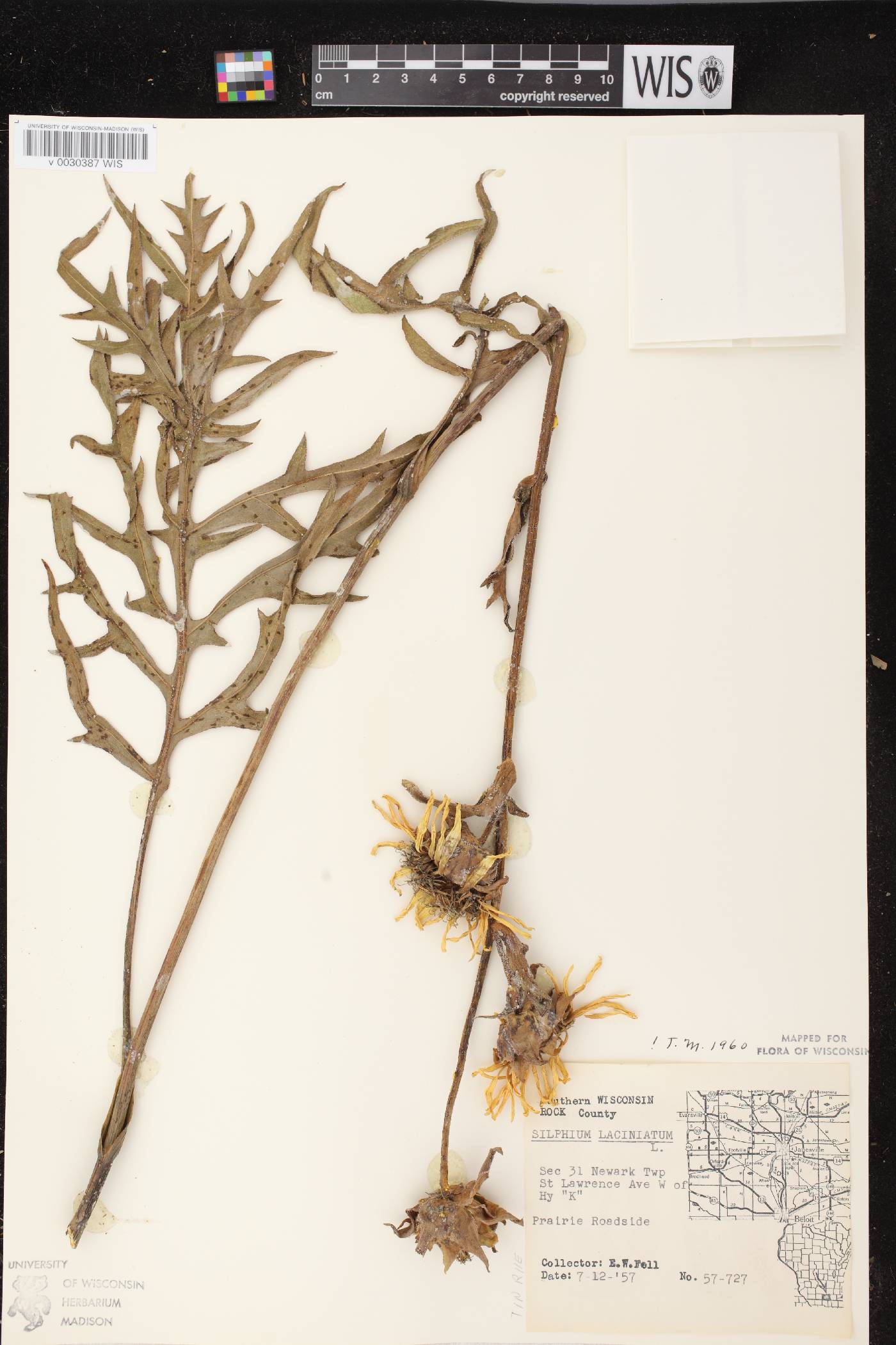Silphium laciniatum image