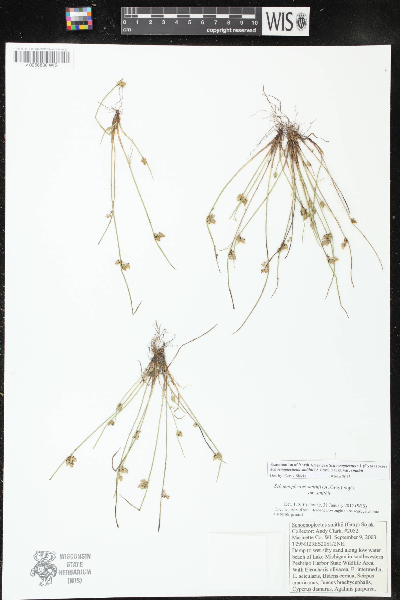 Schoenoplectus smithii image