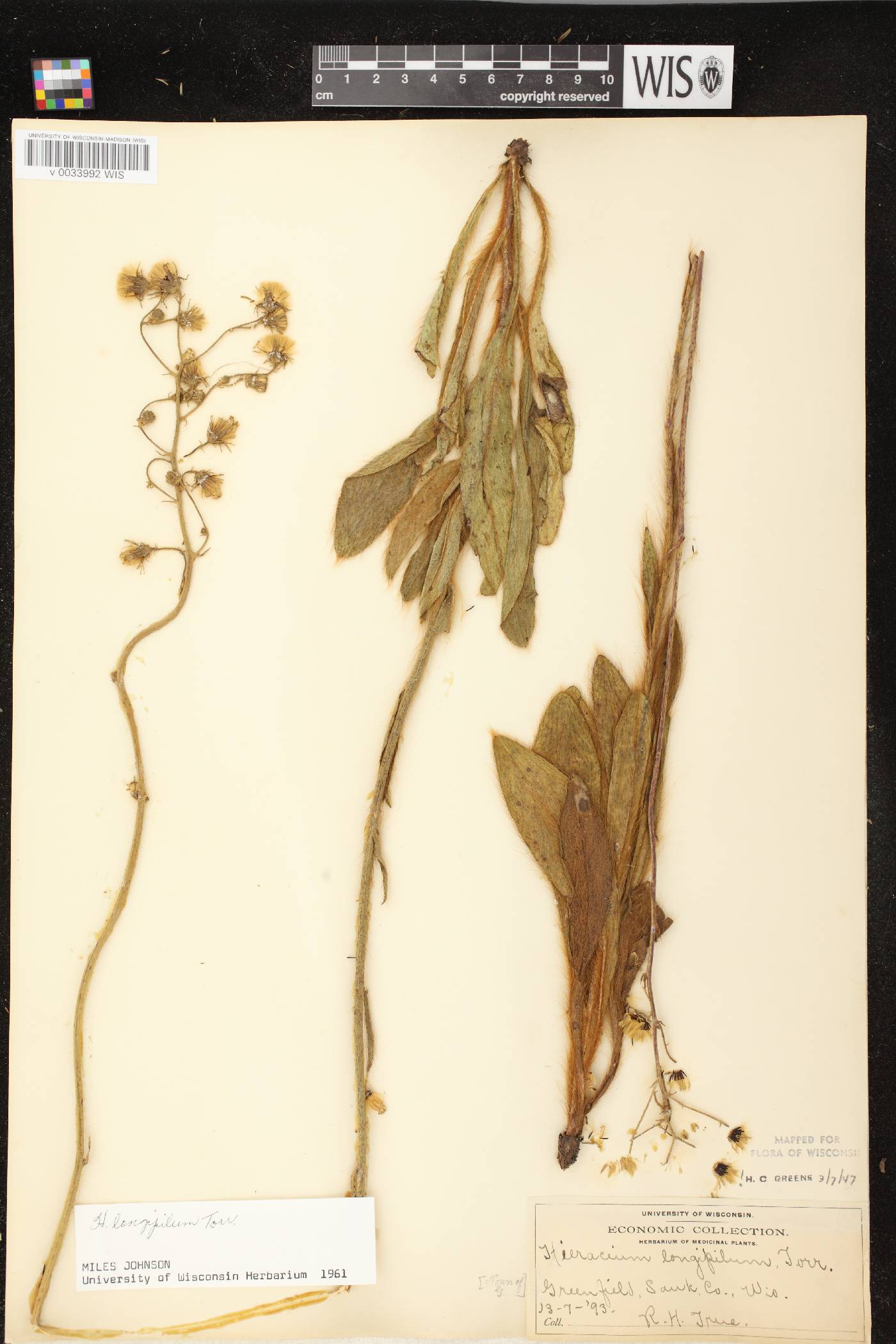 Hieracium longipilum image