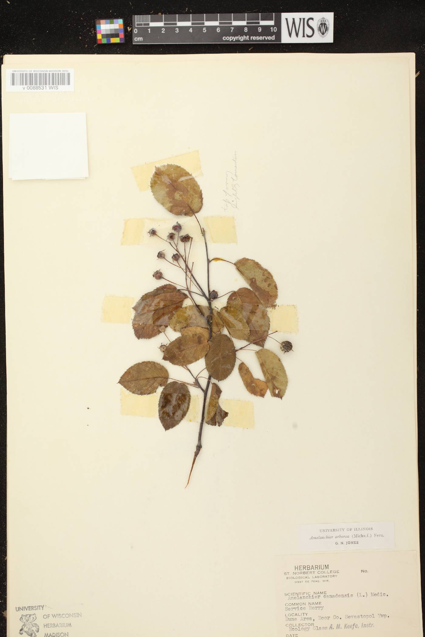 Amelanchier arborea image