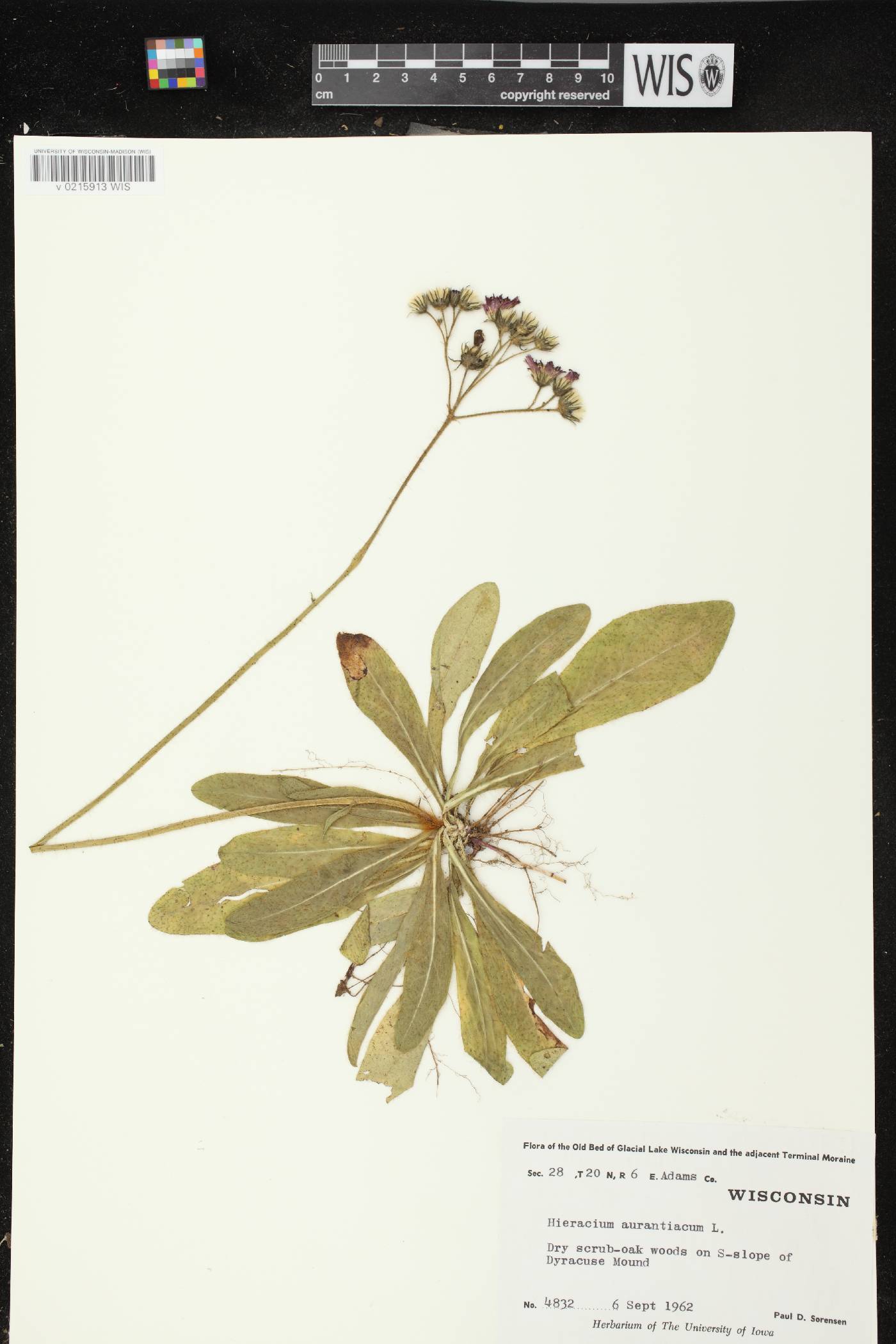 Hieracium aurantiacum image