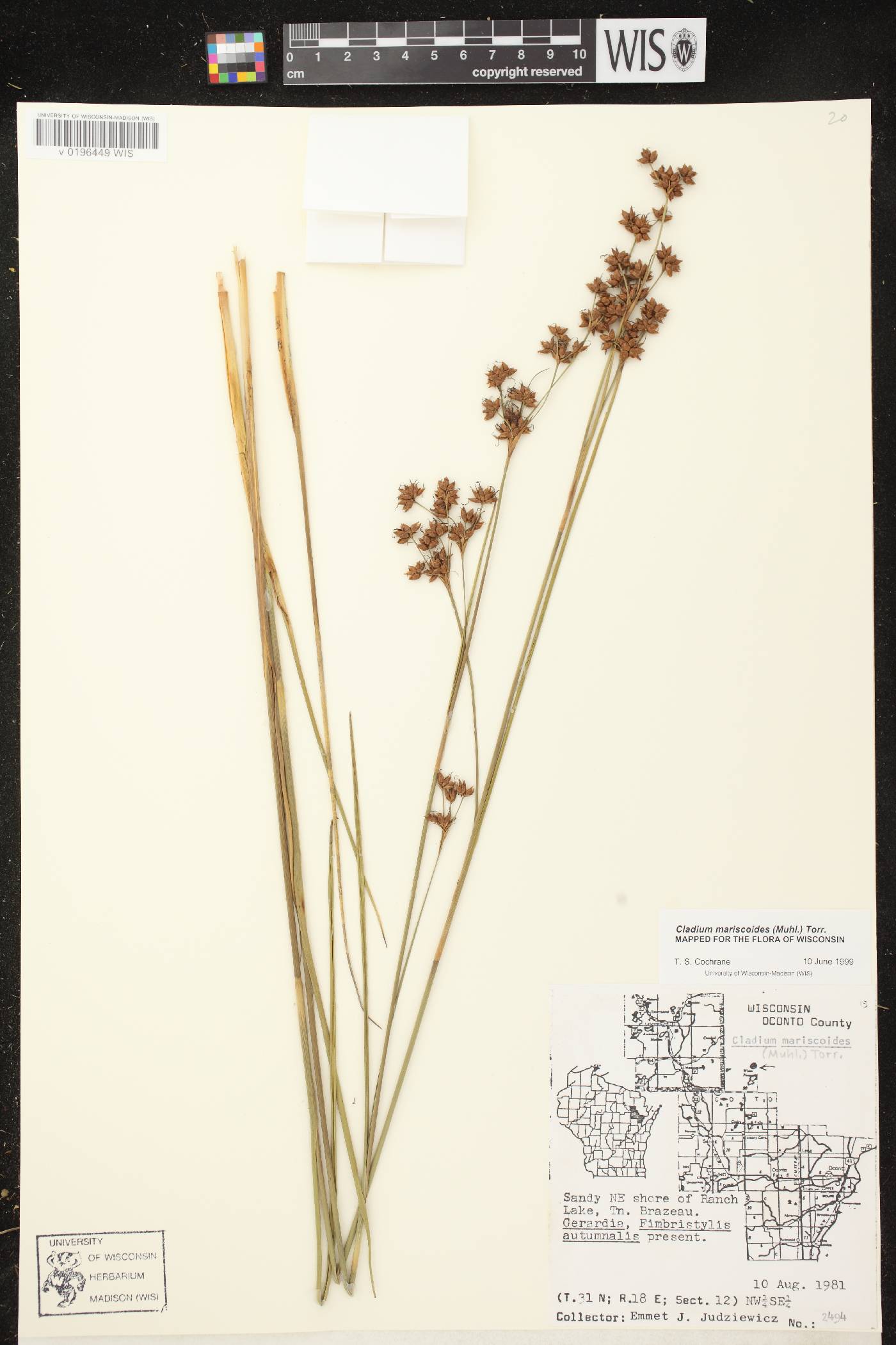 Cladium mariscoides image