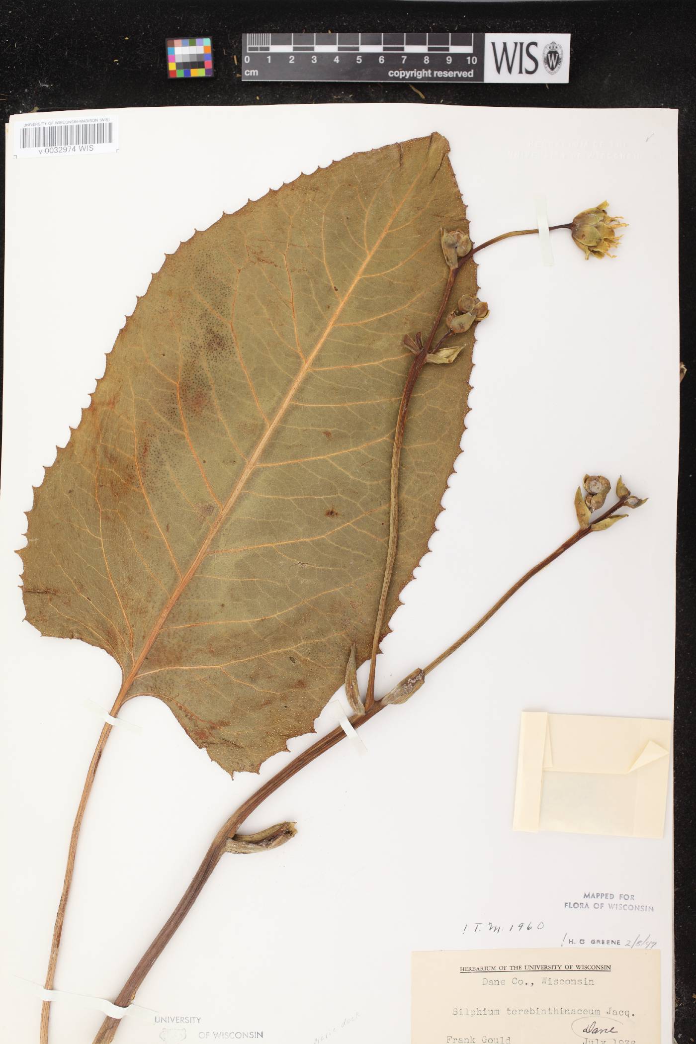 Silphium terebinthinaceum var. terebinthinaceum image