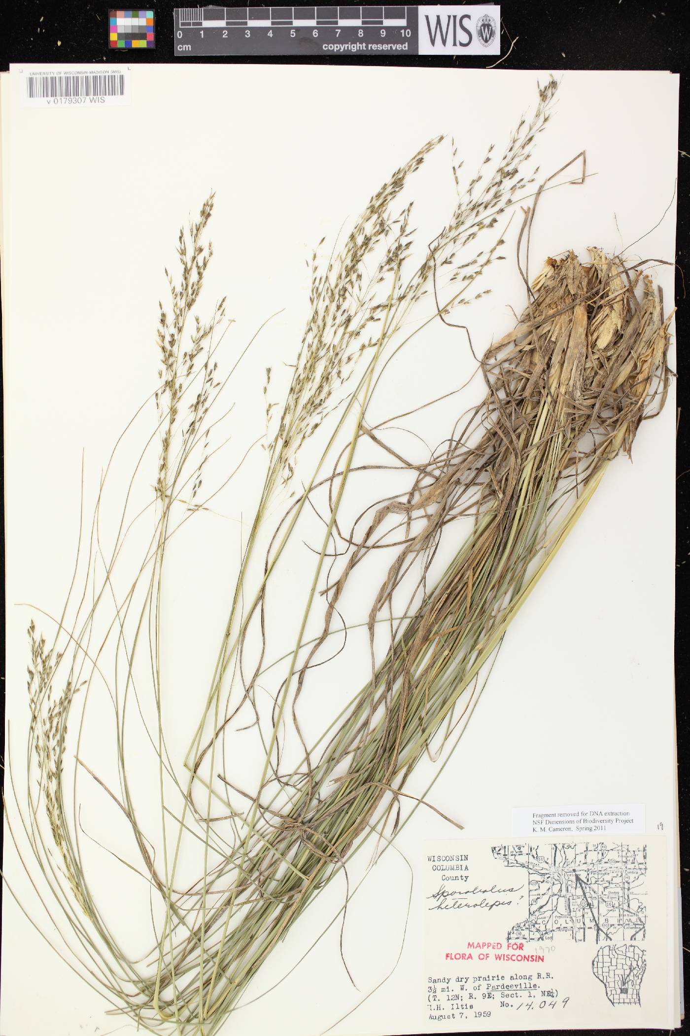 Sporobolus heterolepis image