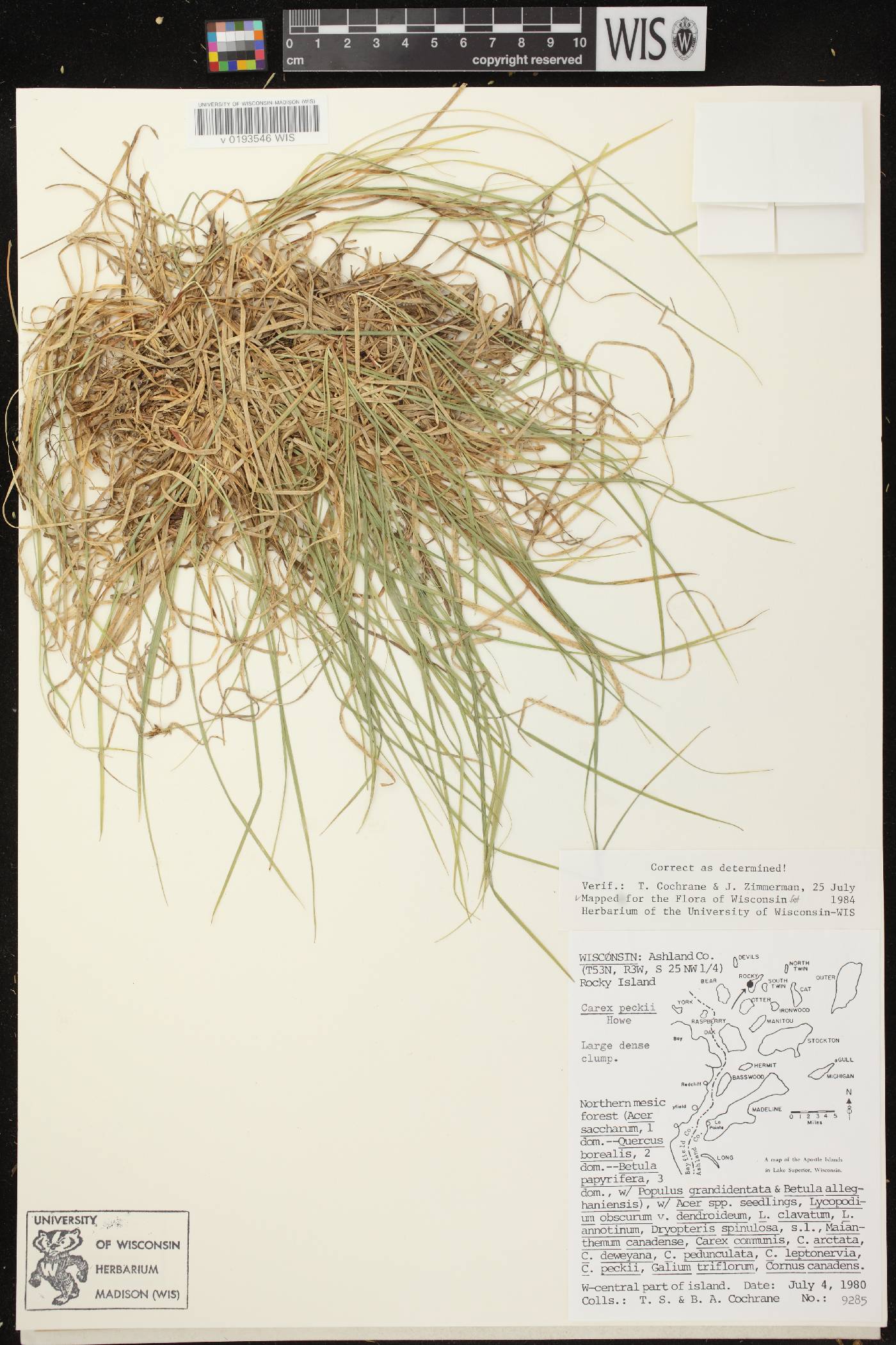 Carex peckii image