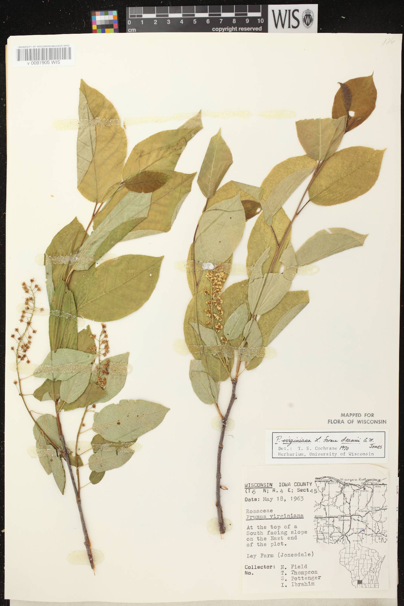 Prunus virginiana image