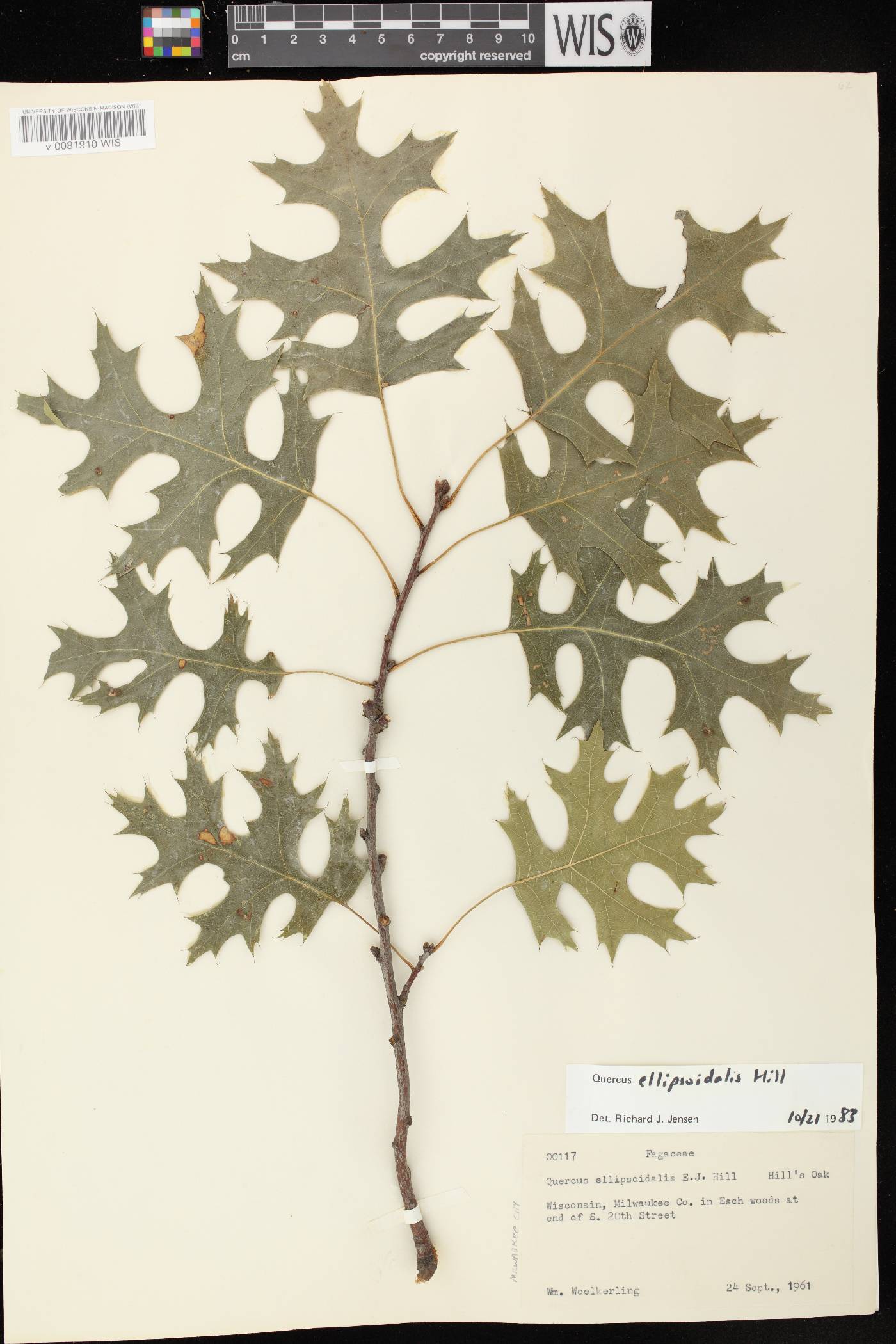 Quercus ellipsoidalis image