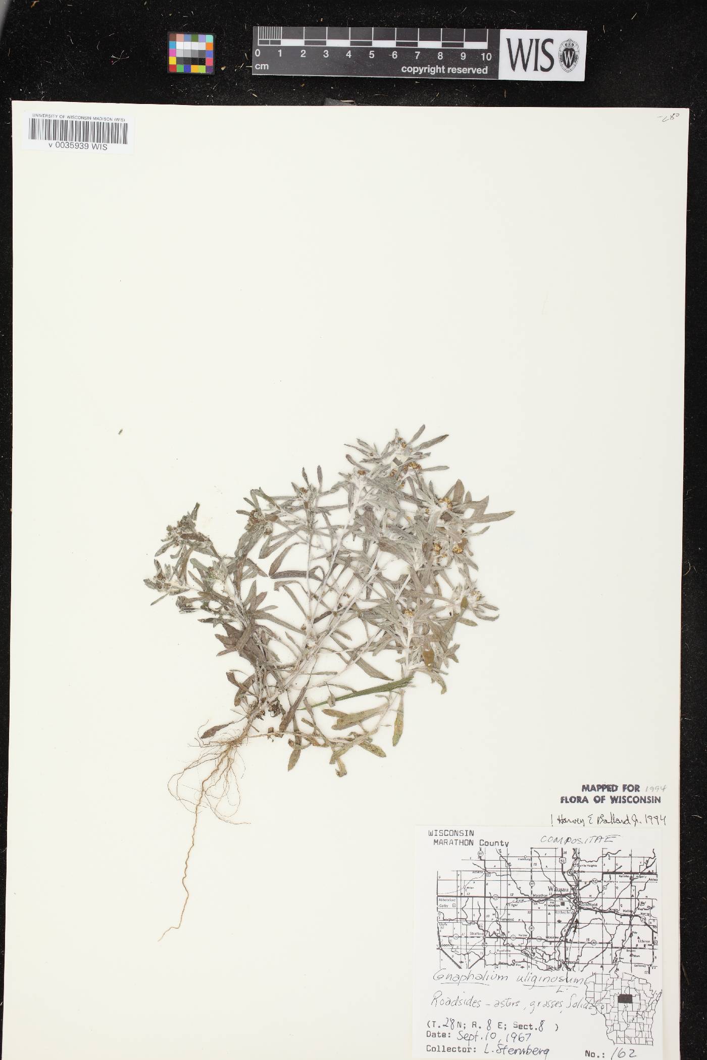 Gnaphalium uliginosum image