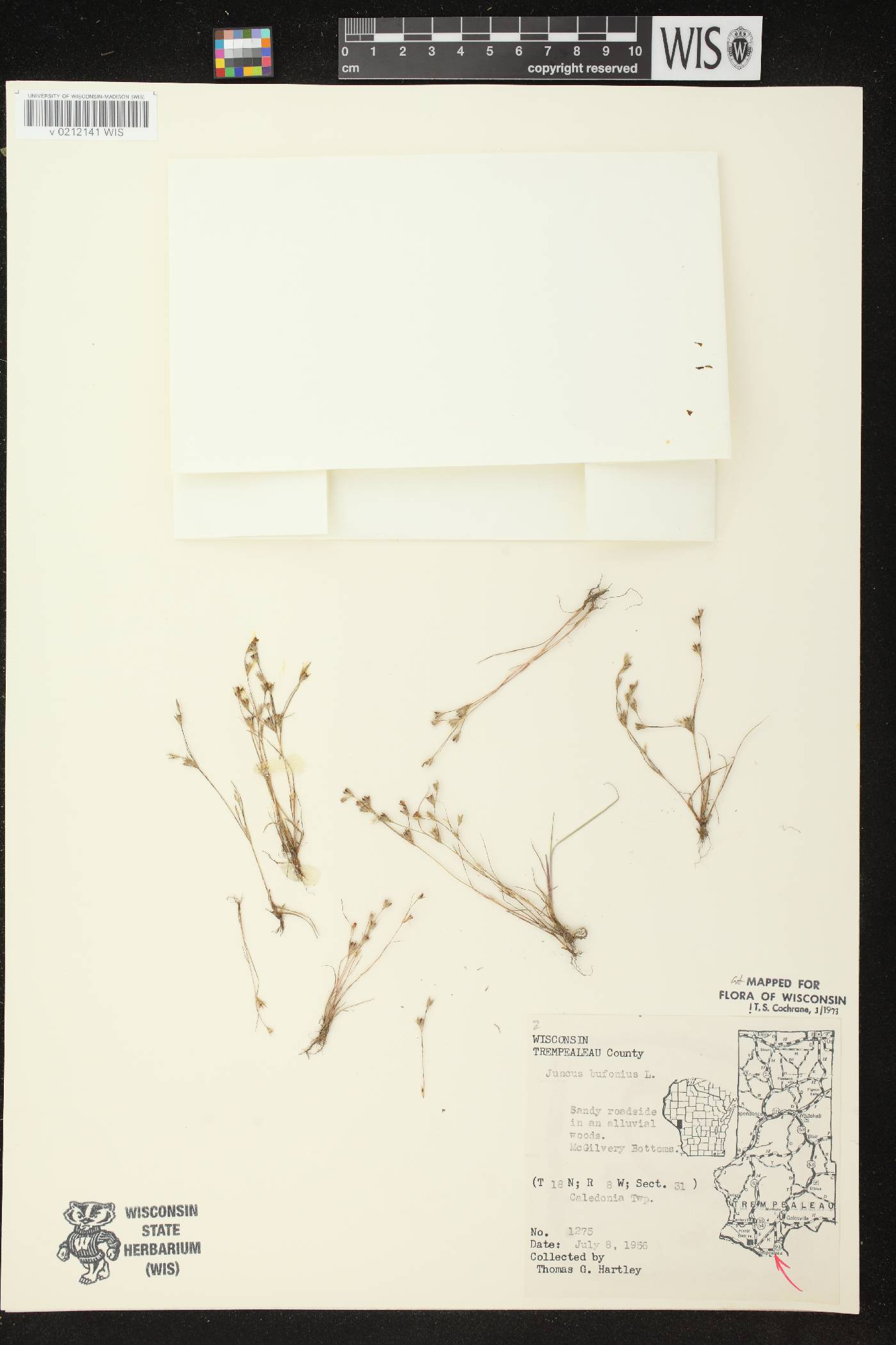 Juncus bufonius image
