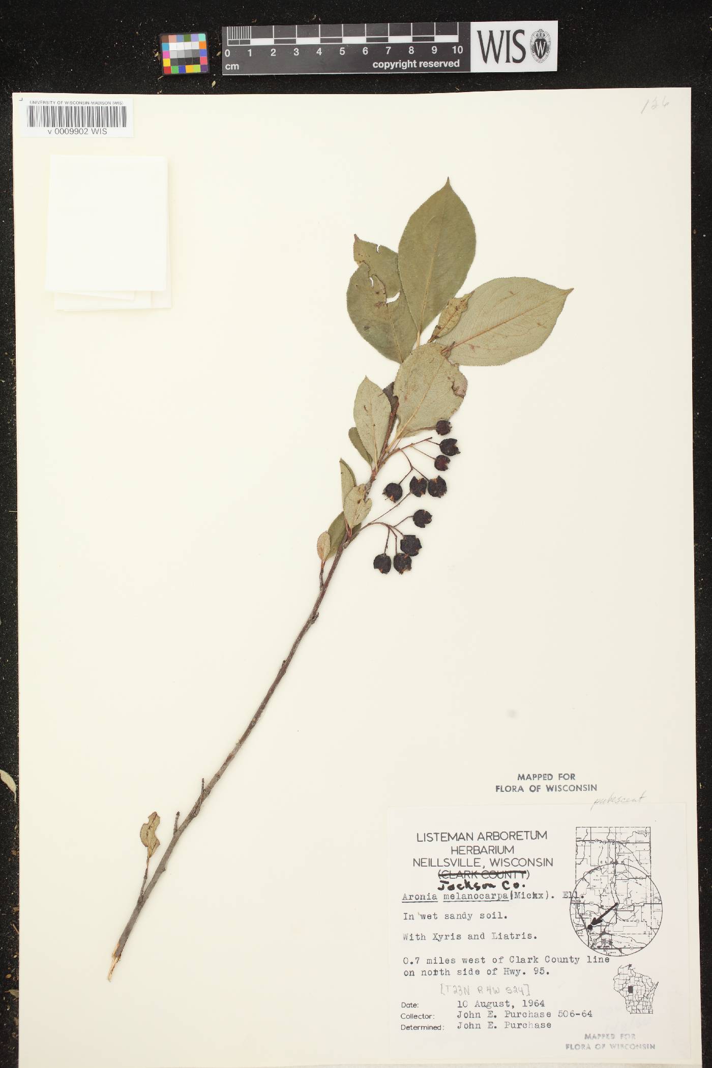 Aronia x prunifolia image