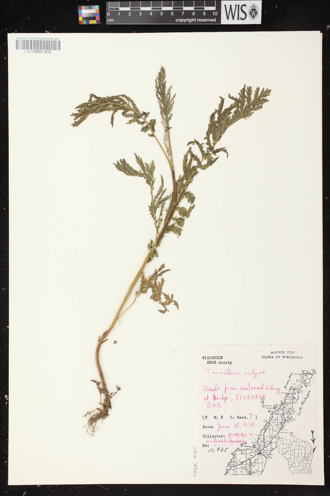 Tanacetum vulgare image