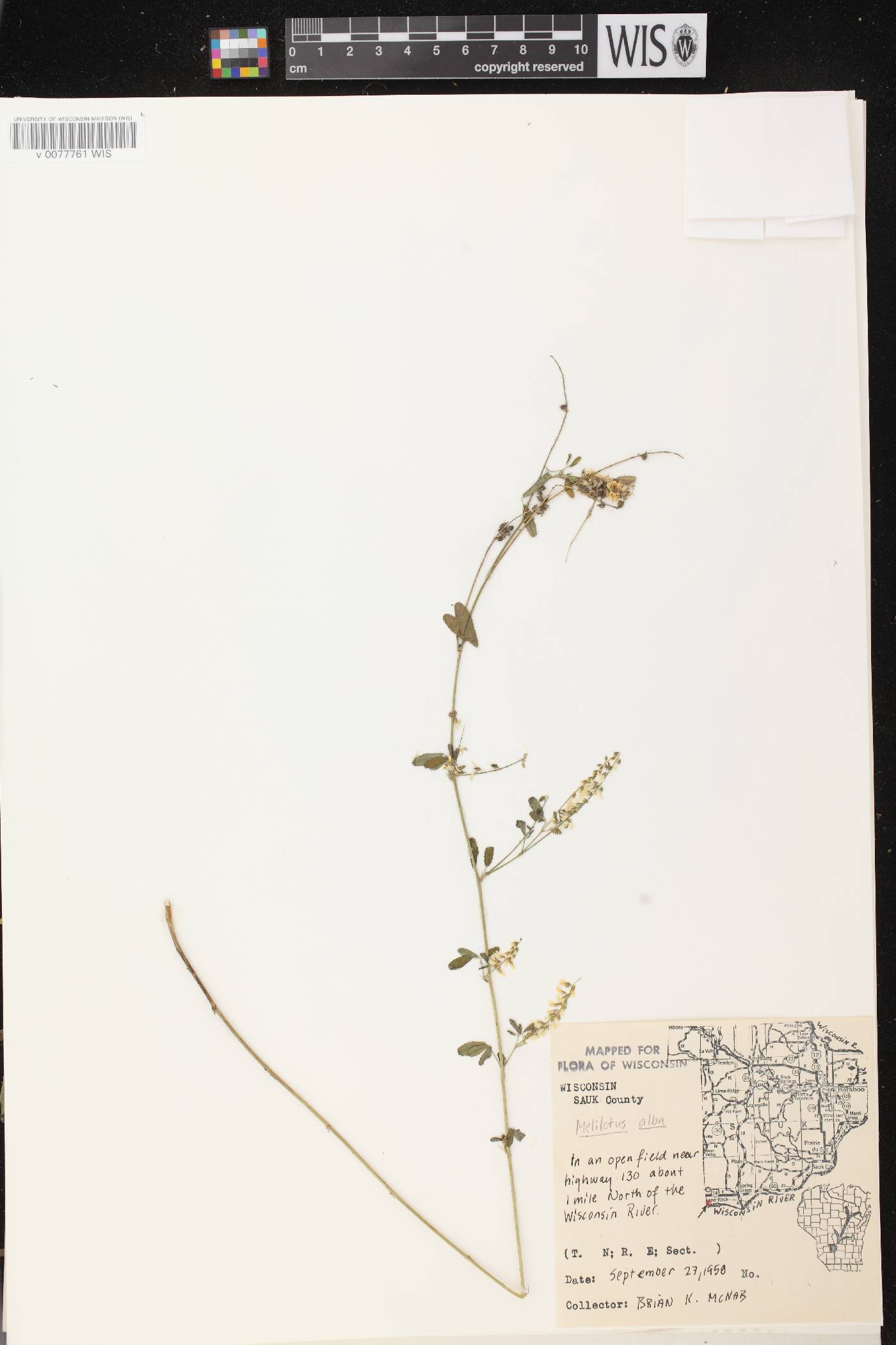 Melilotus albus image