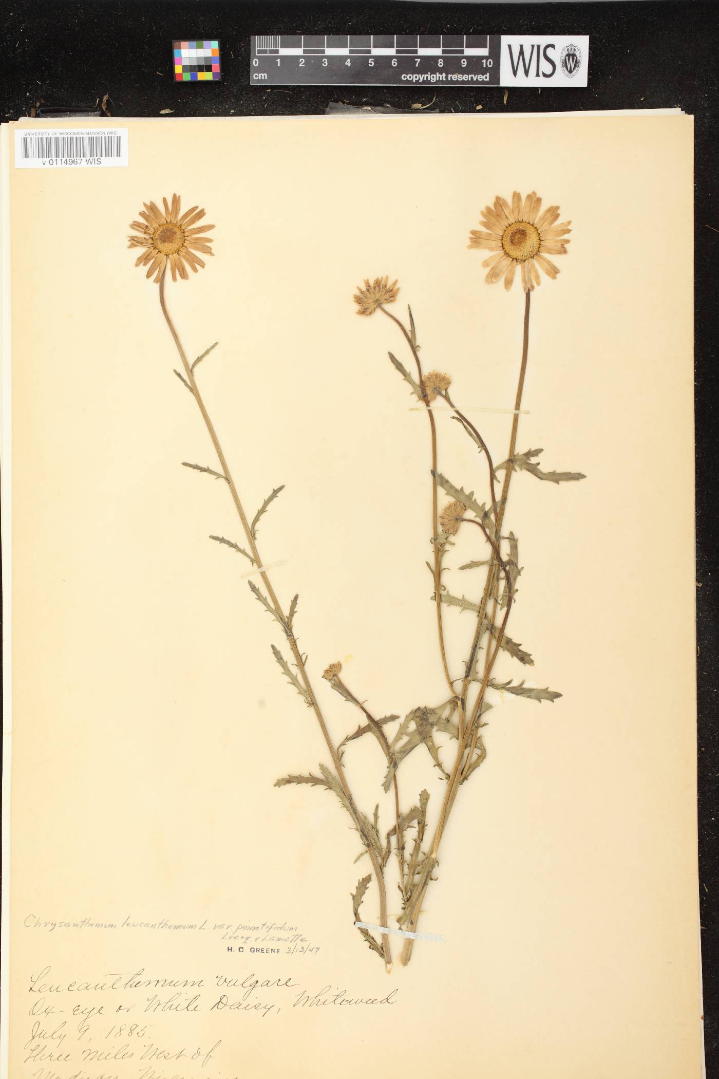 Leucanthemum vulgare image