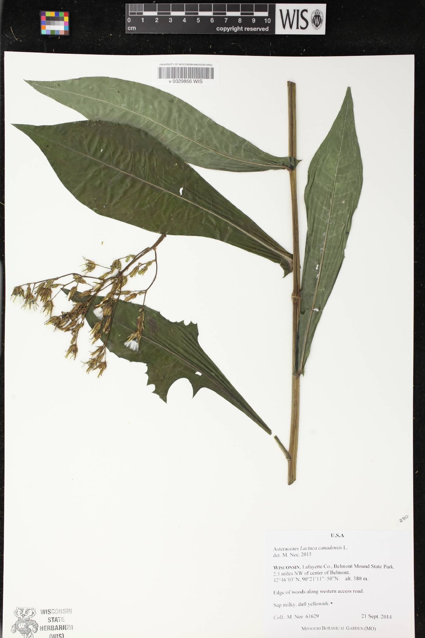 Lactuca canadensis image