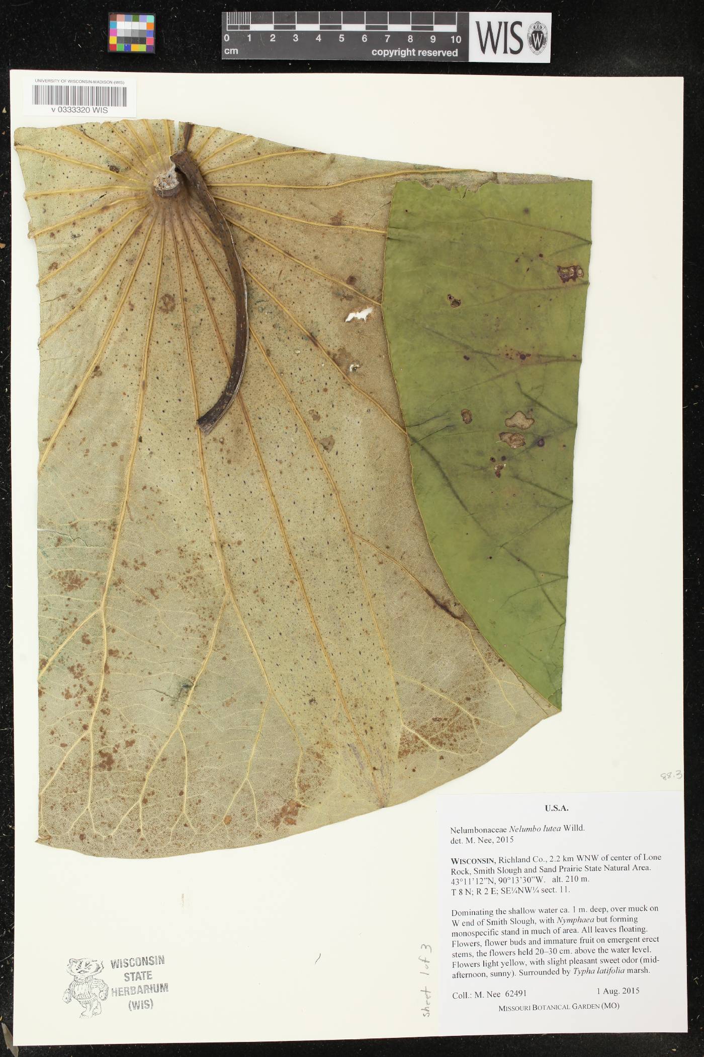 Nelumbo lutea image