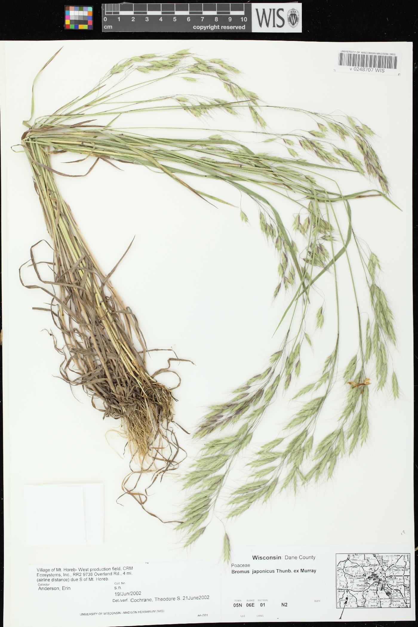 Bromus arvensis image