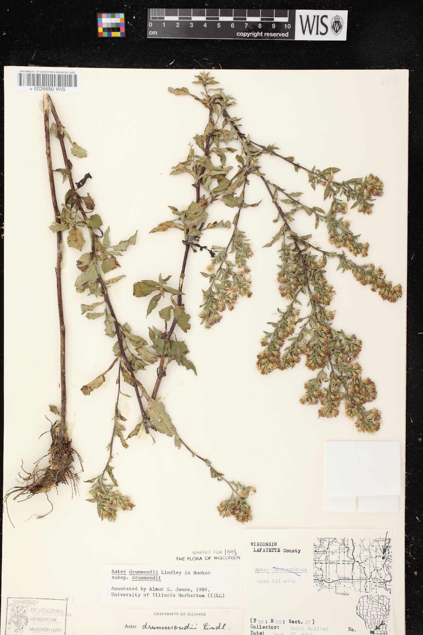 Symphyotrichum drummondii var. drummondii image
