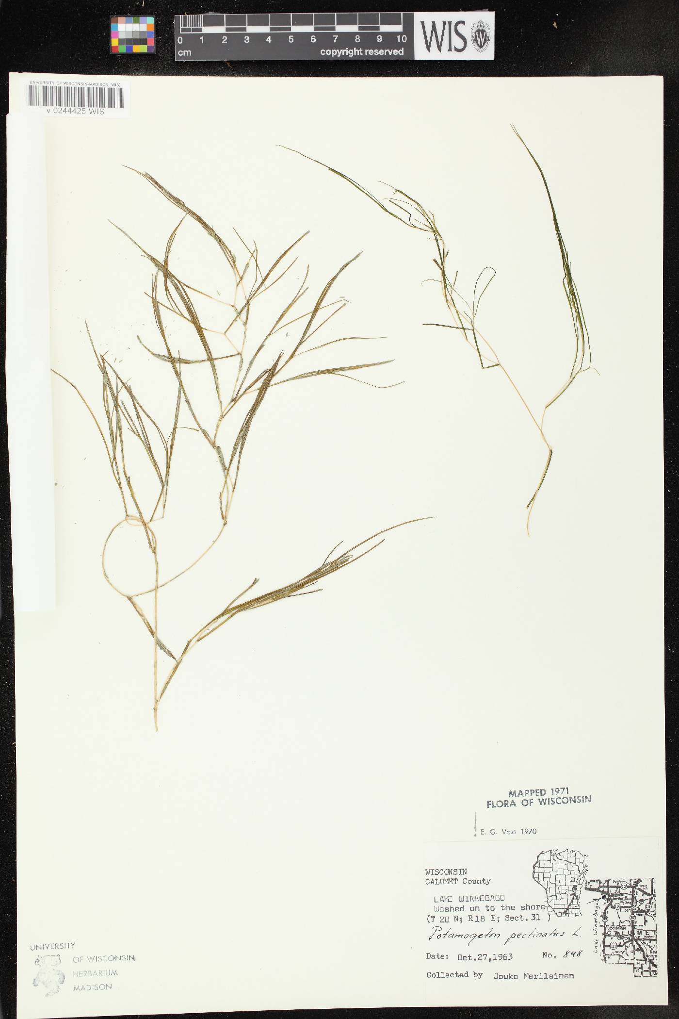 Stuckenia pectinata image