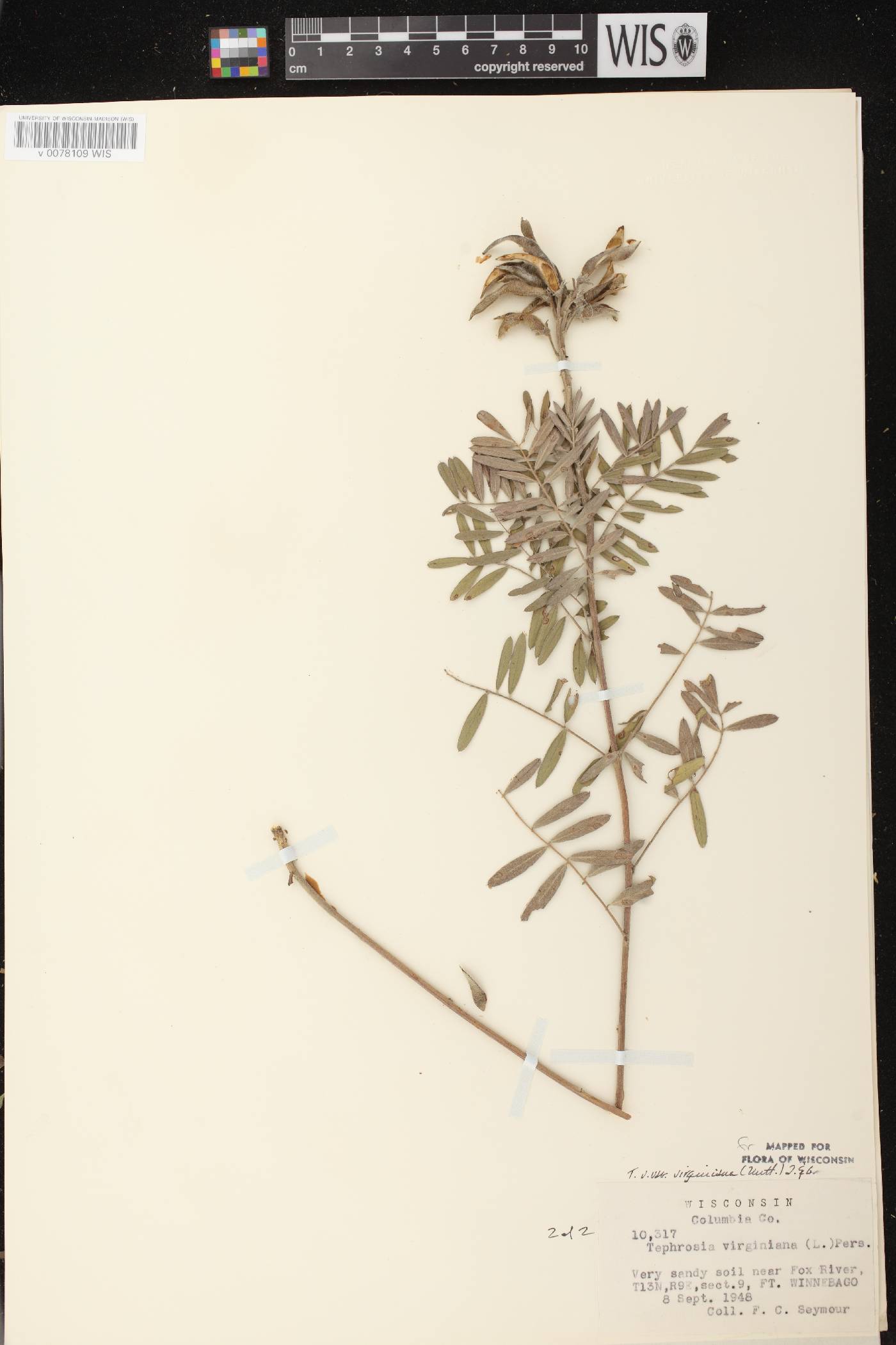 Tephrosia virginiana image