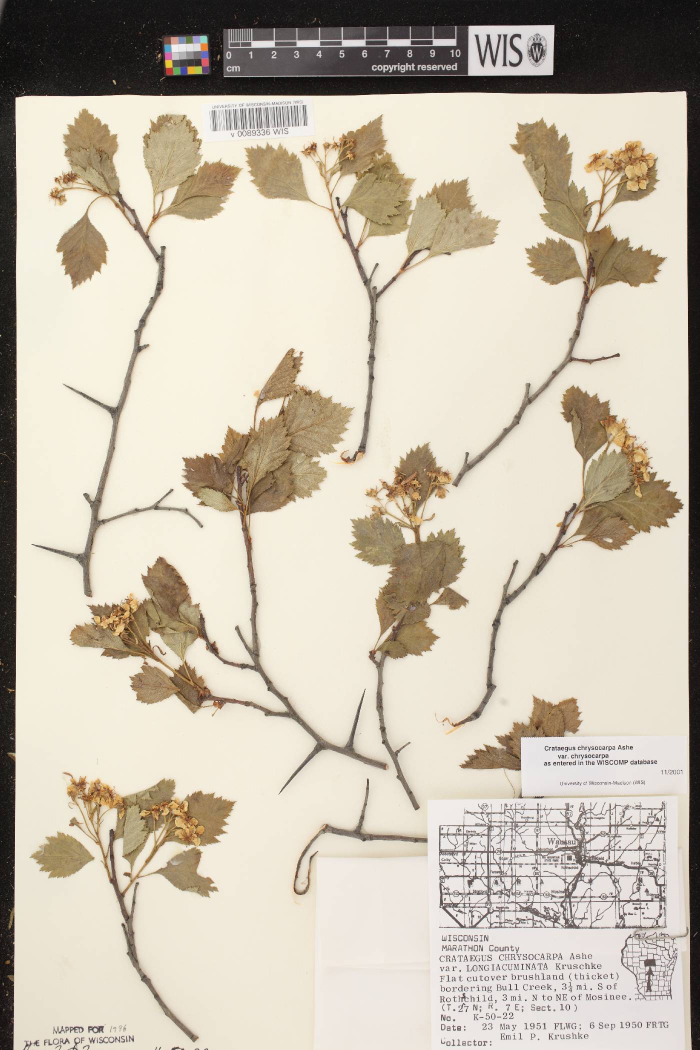 Crataegus chrysocarpa var. chrysocarpa image