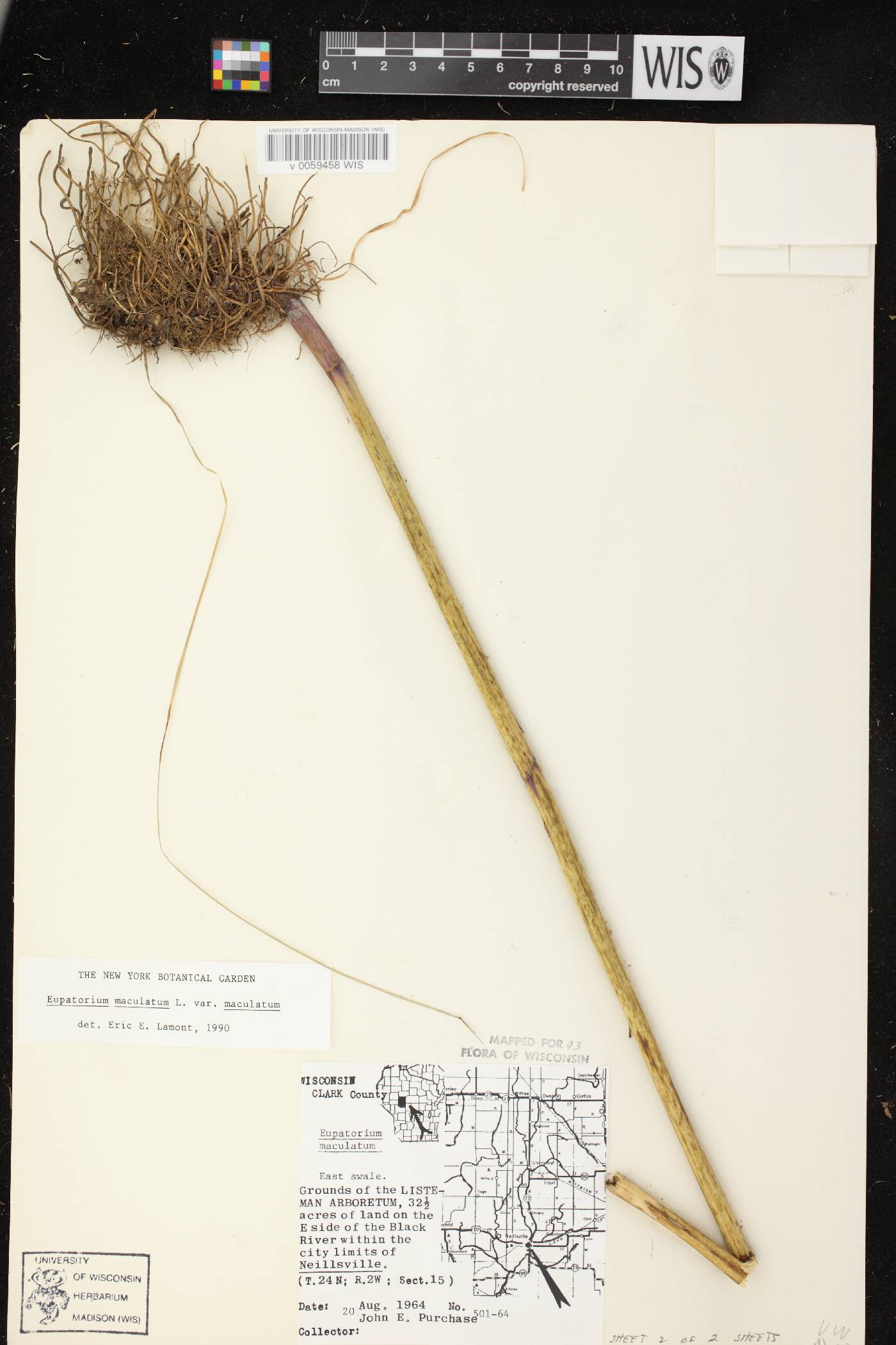 Eutrochium maculatum var. maculatum image