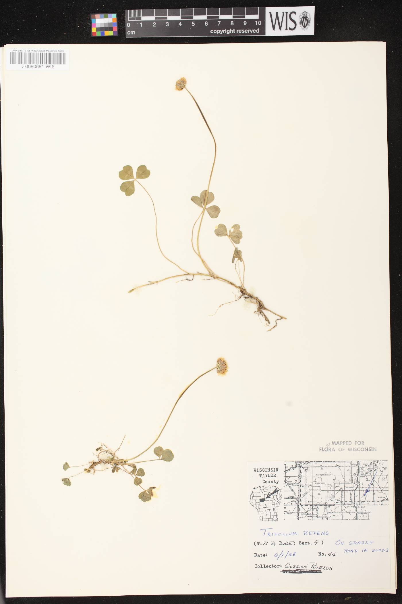Trifolium repens image