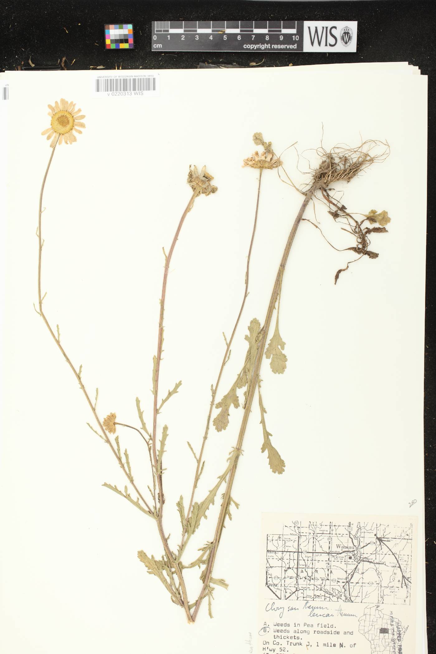 Leucanthemum vulgare image