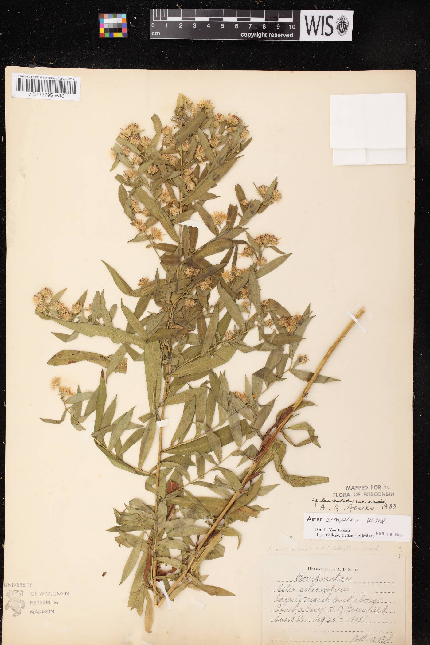 Symphyotrichum lanceolatum var. lanceolatum image