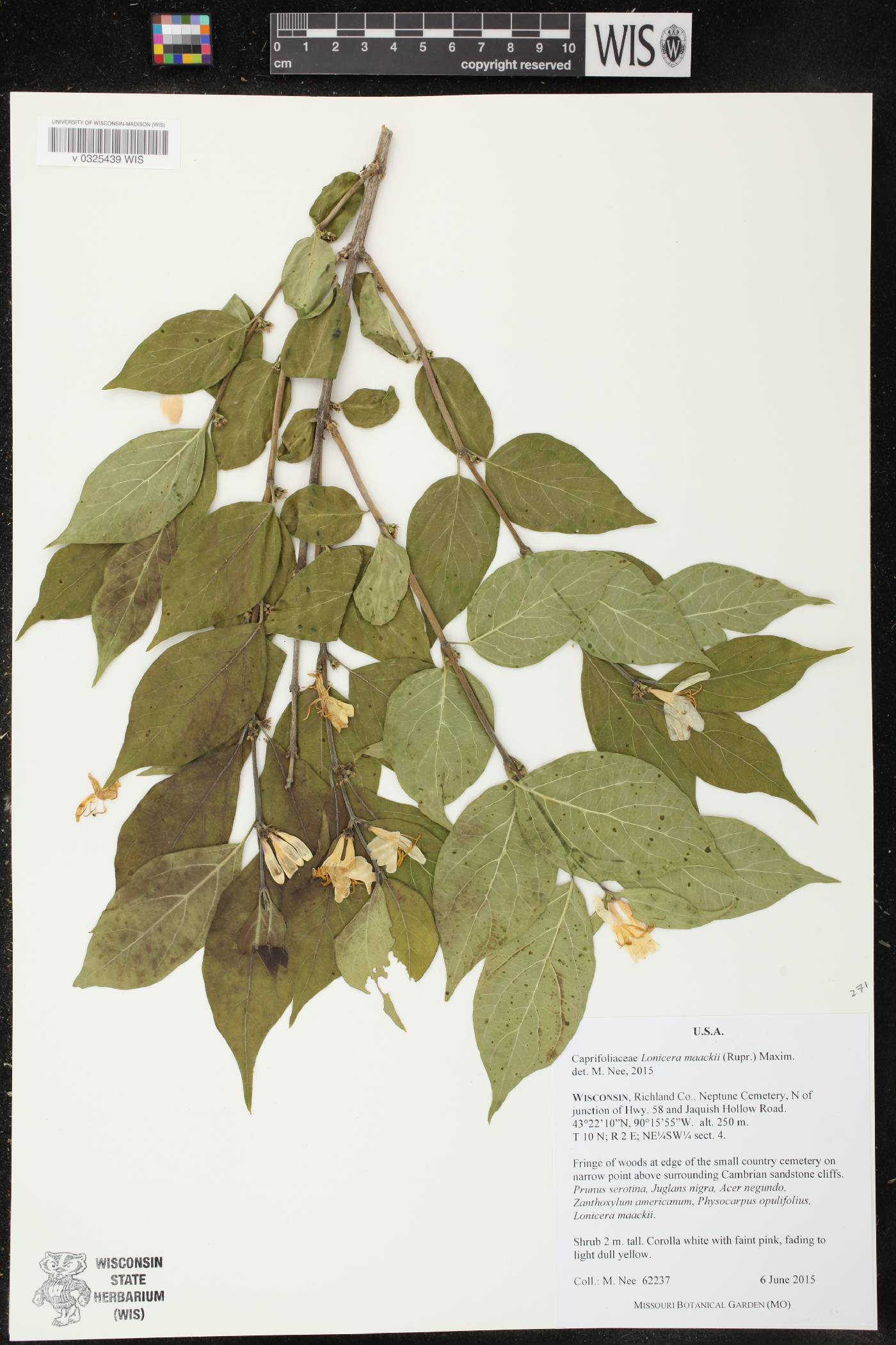 Lonicera maackii image