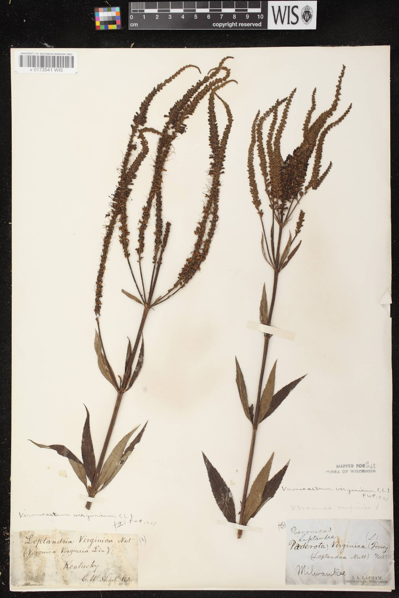 Veronicastrum virginicum image