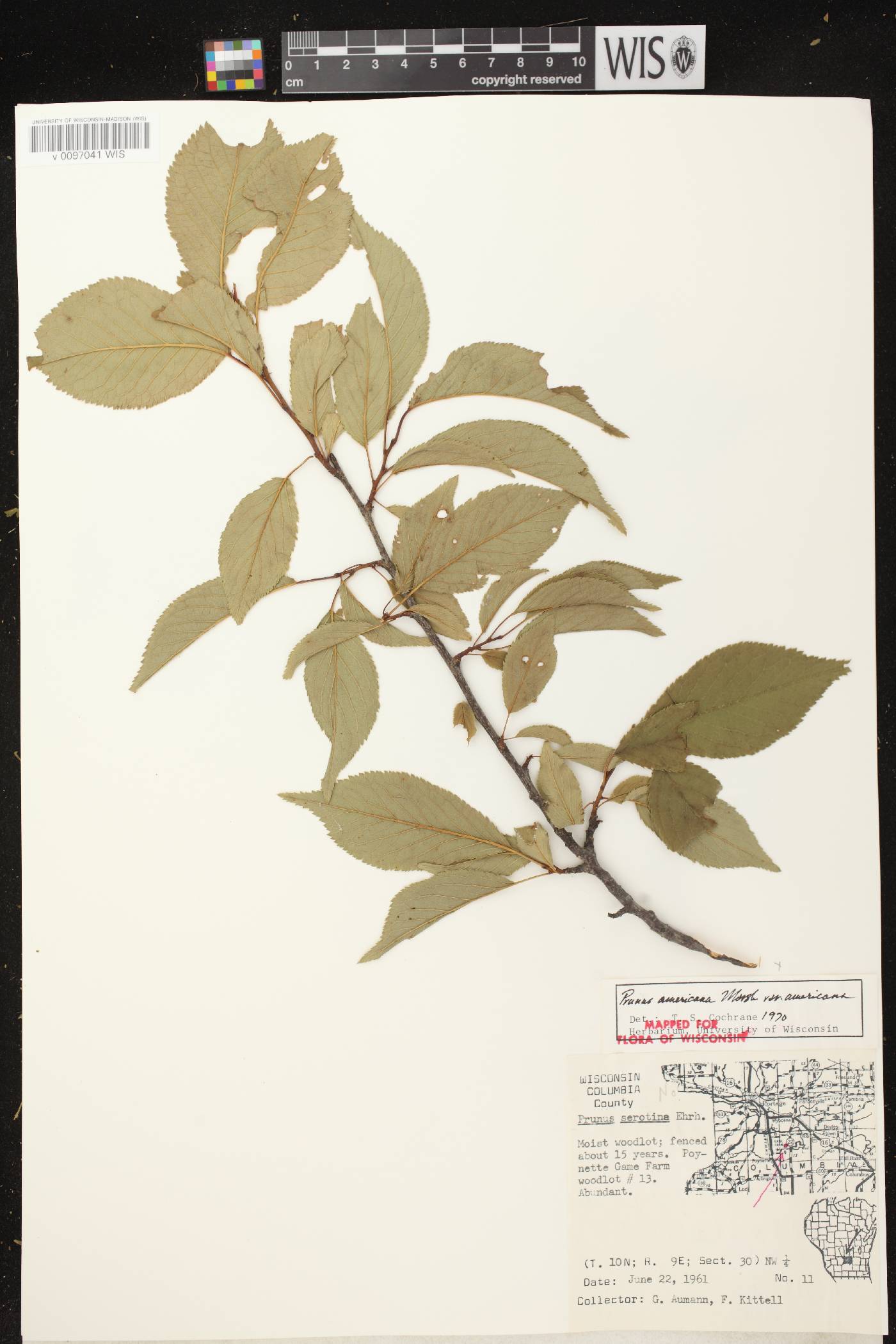 Prunus americana image