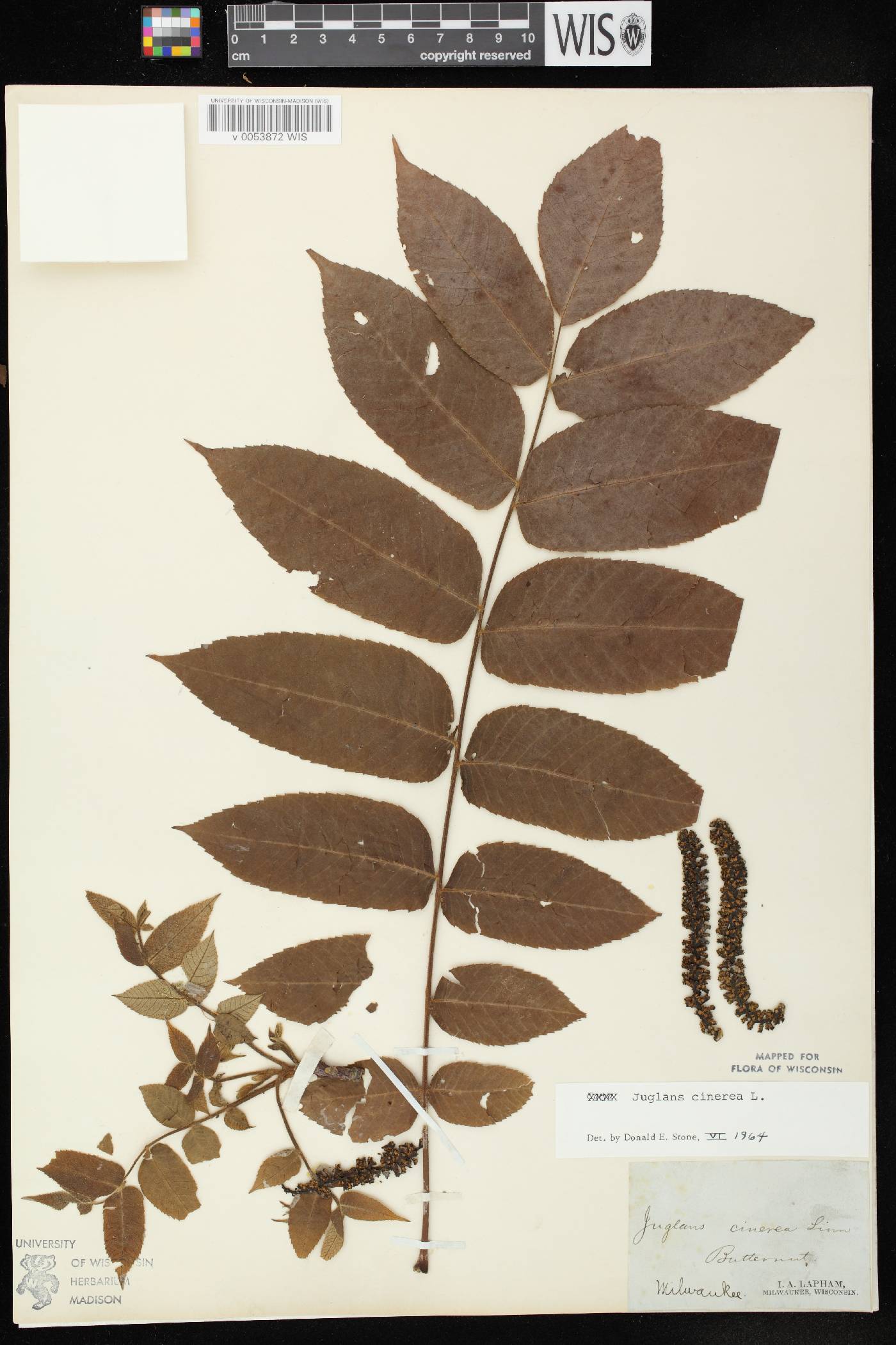 Juglans cinerea image