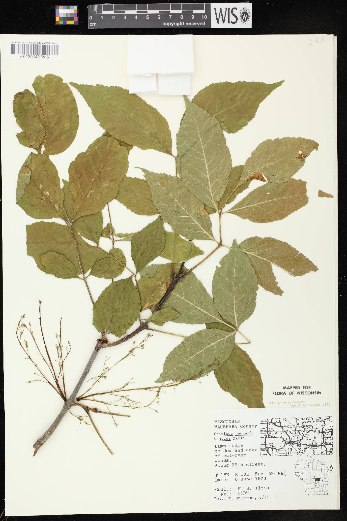 Fraxinus pennsylvanica image