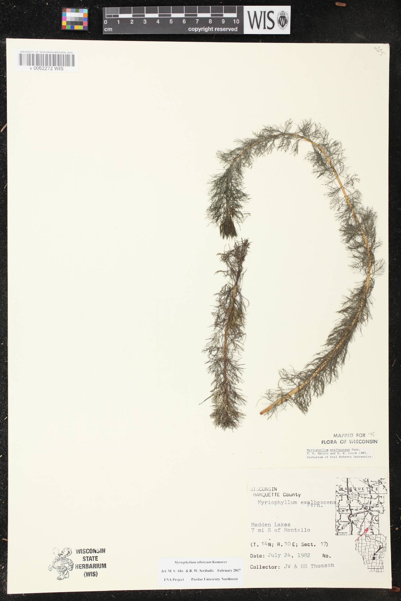 Myriophyllum sibiricum image
