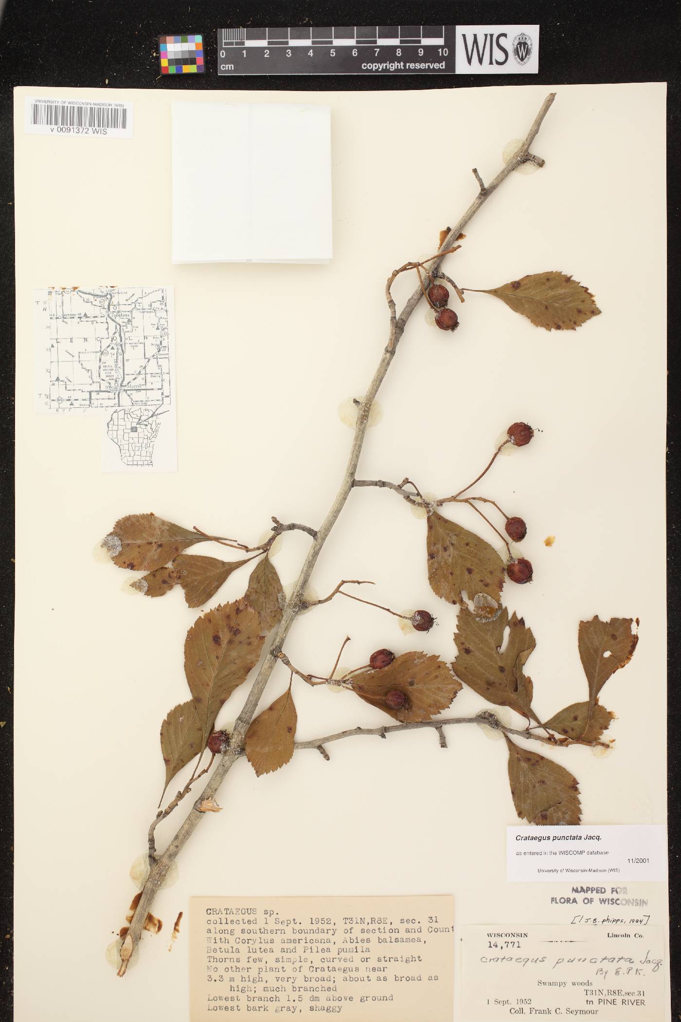 Crataegus punctata image